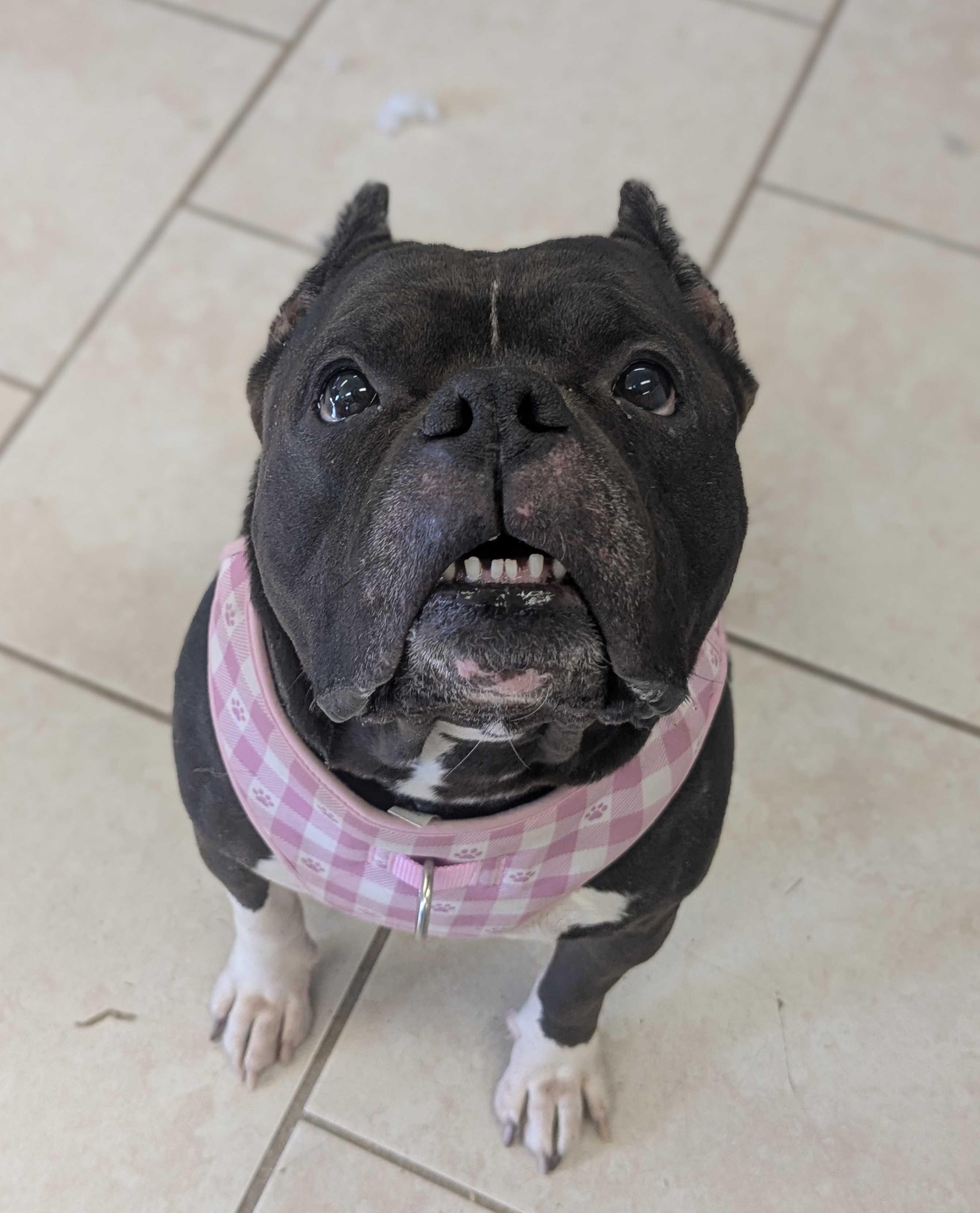 Enlarge Dyna, a ADOPTABLE mixed breed in Manchester, NH image 4/5