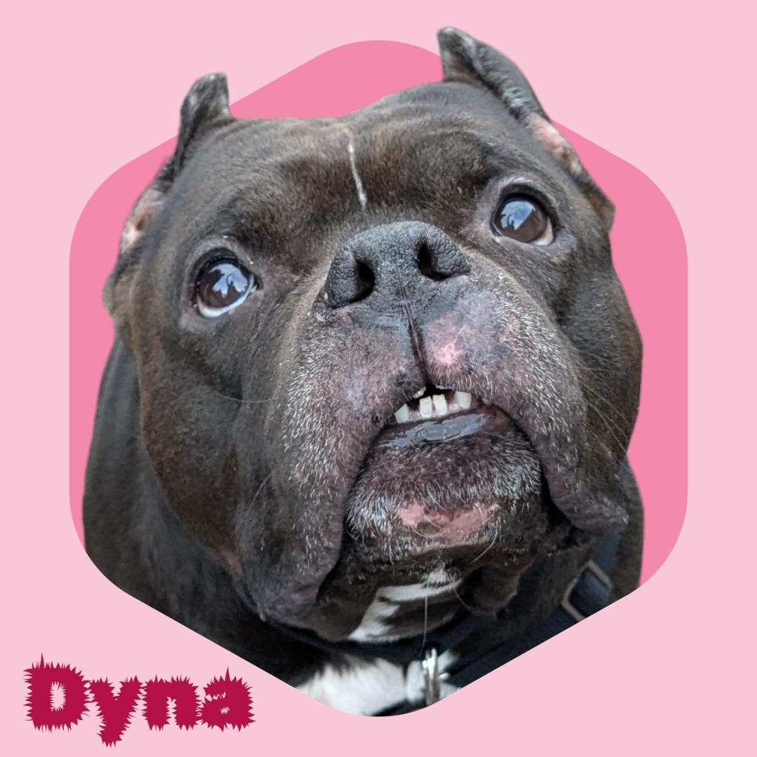 Enlarge Dyna, a ADOPTABLE mixed breed in Manchester, NH image 1/5