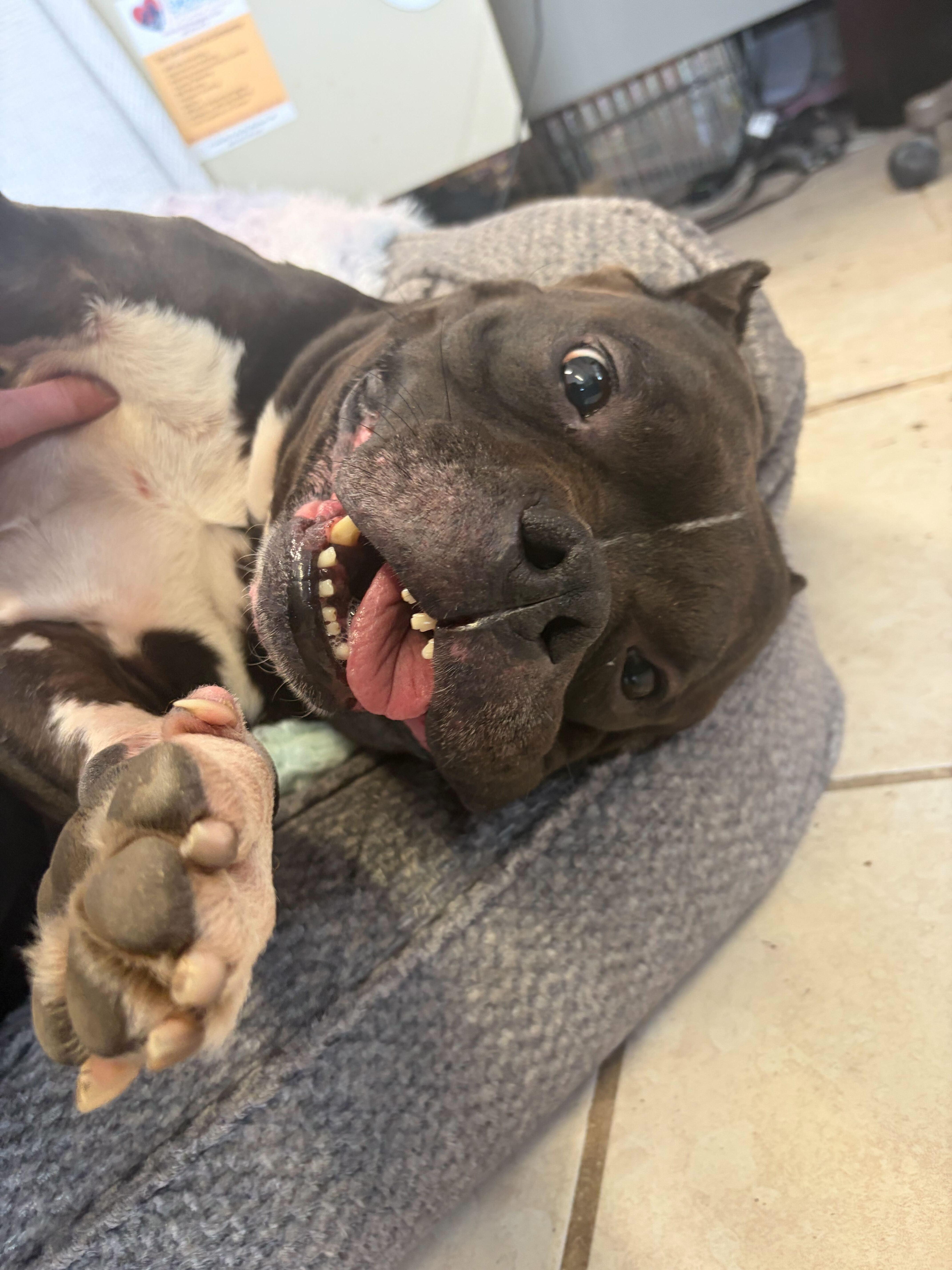 Enlarge Dyna, a ADOPTABLE mixed breed in Manchester, NH image 3/5