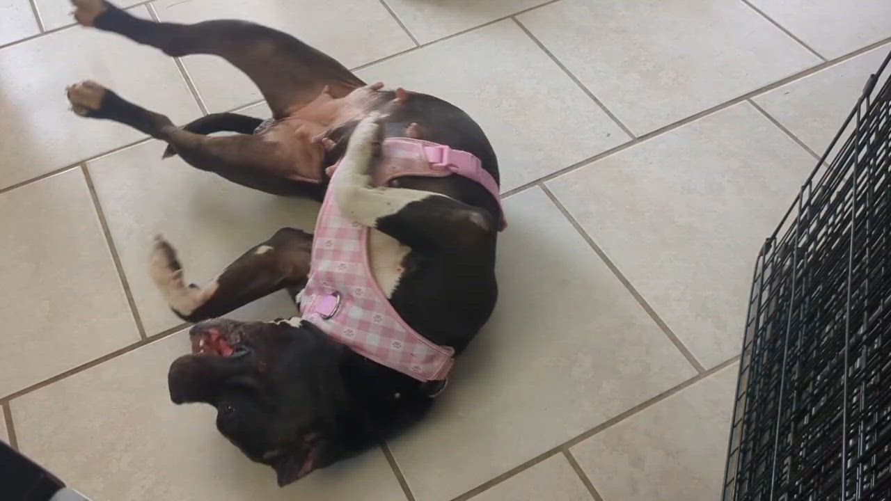 Enlarge Dyna, a ADOPTABLE mixed breed in Manchester, NH video 2/5