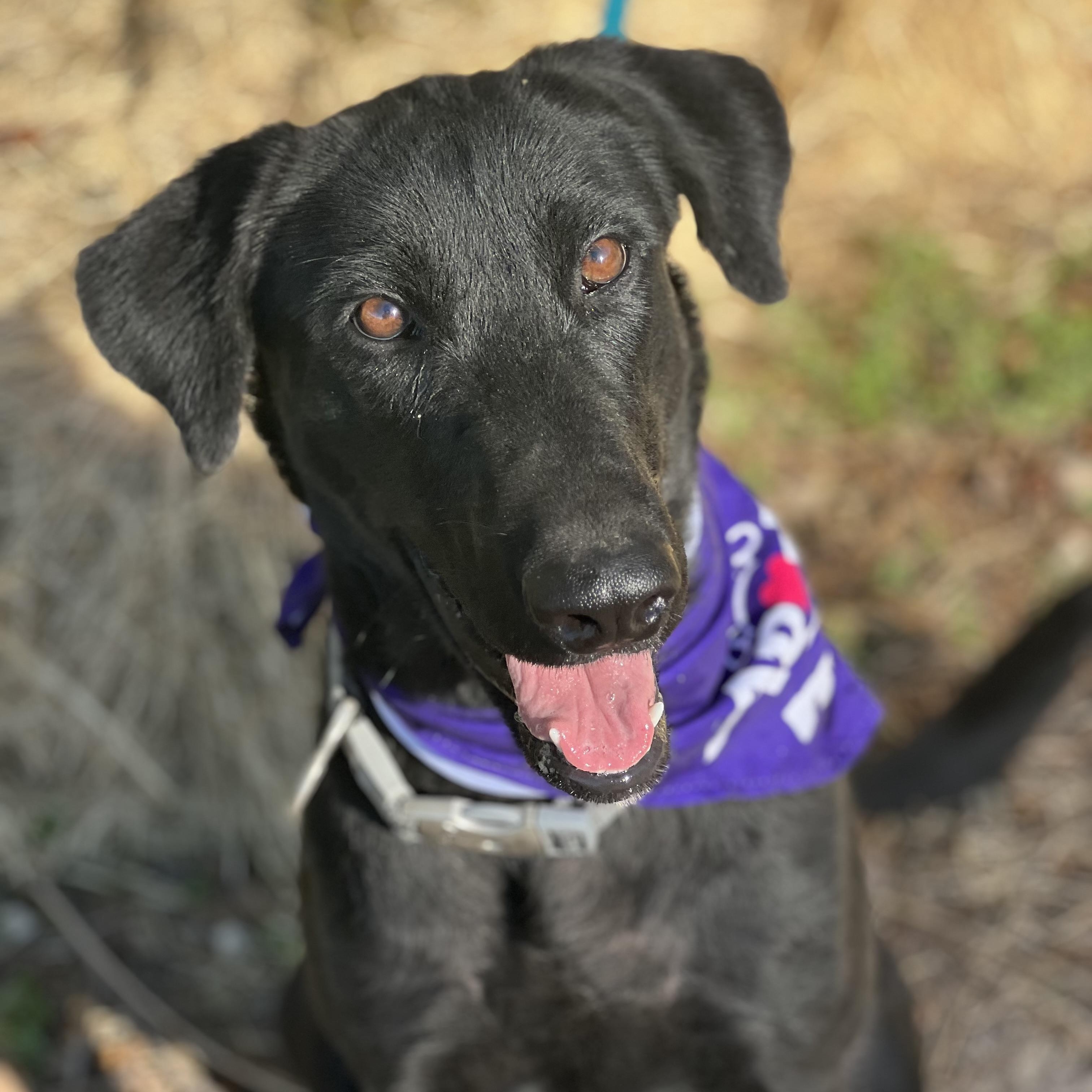 Marceline, a Adoptable mixed breed in Madisonville, TX image 4/6