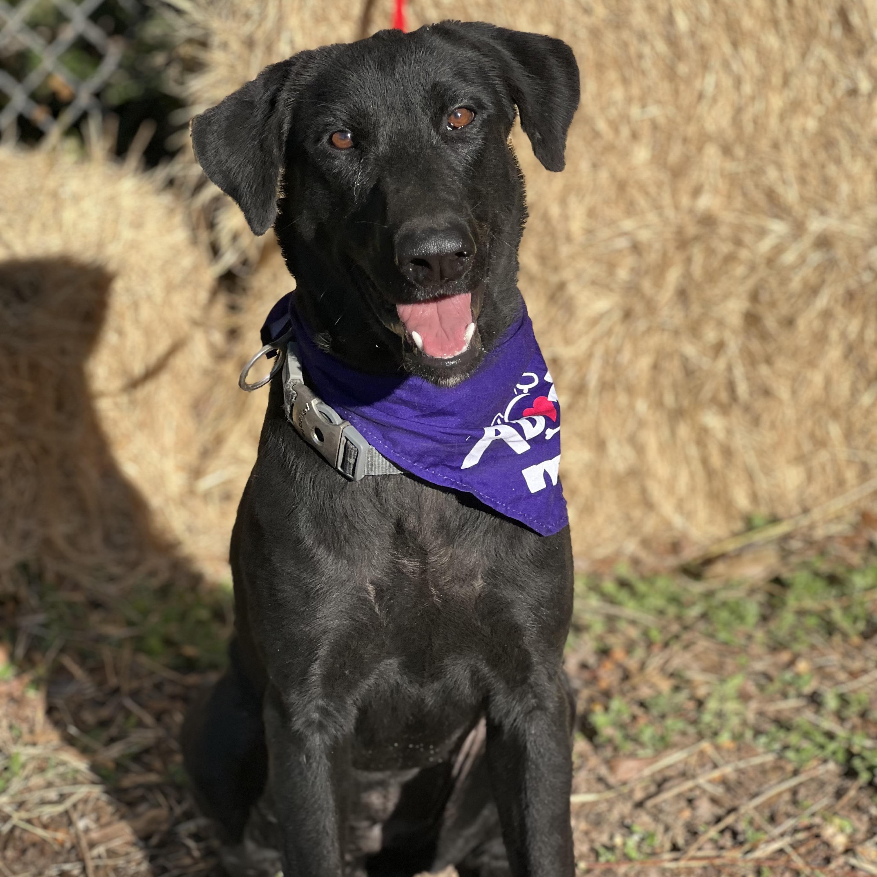 Marceline, a Adoptable mixed breed in Madisonville, TX image 2/6