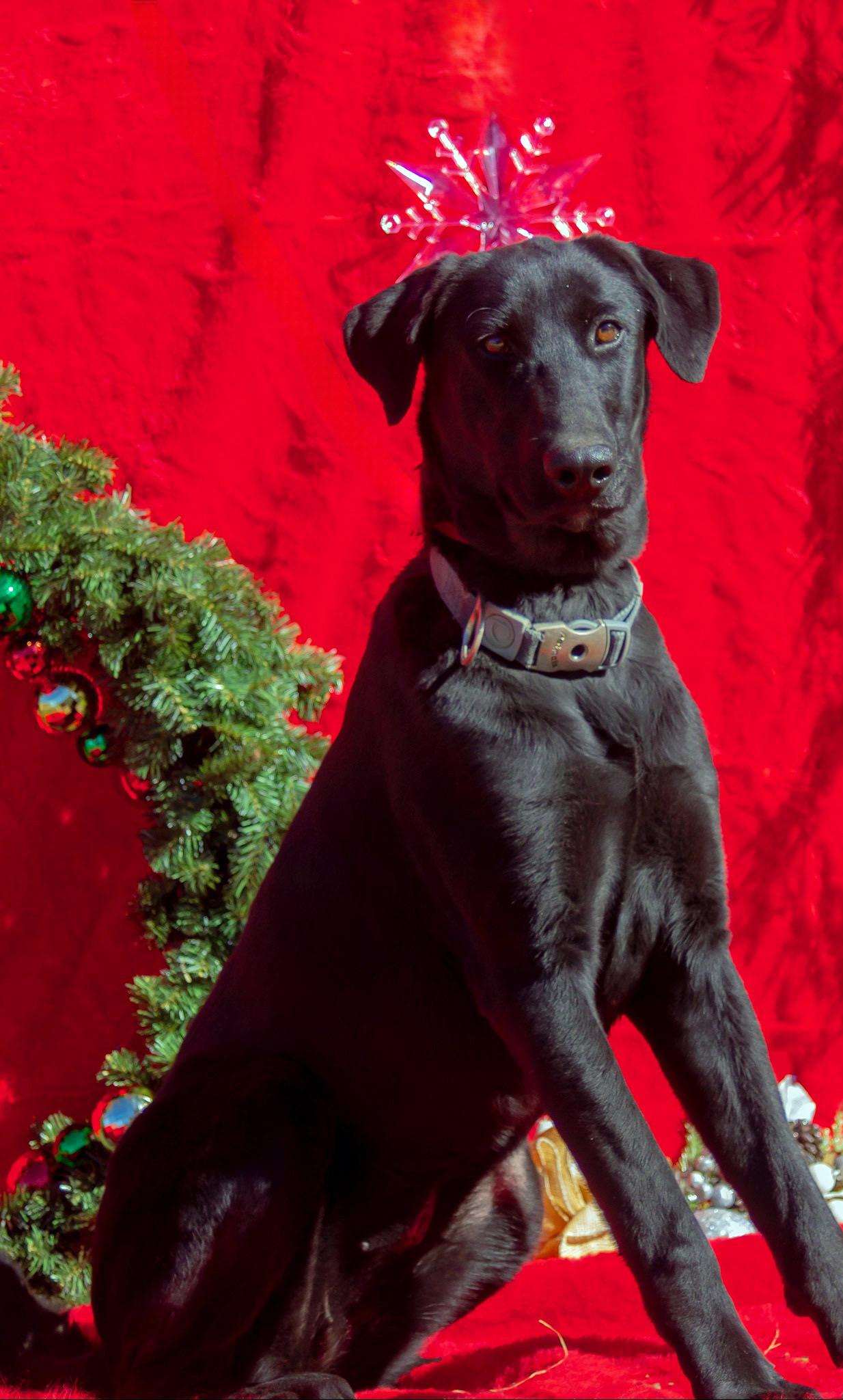 Enlarge Marceline, a Adoptable mixed breed in Madisonville, TX image 2/6