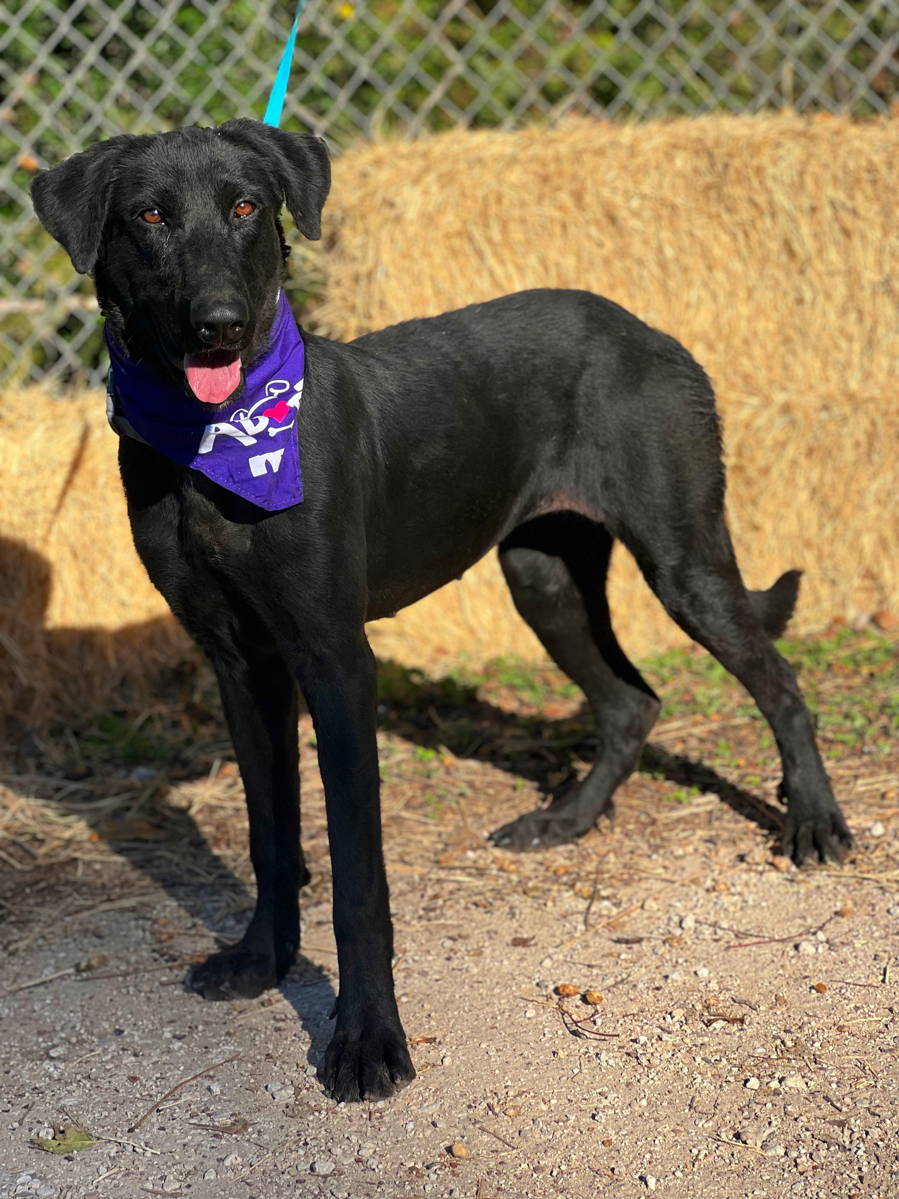 Marceline, a Adoptable mixed breed in Madisonville, TX image 1/6
