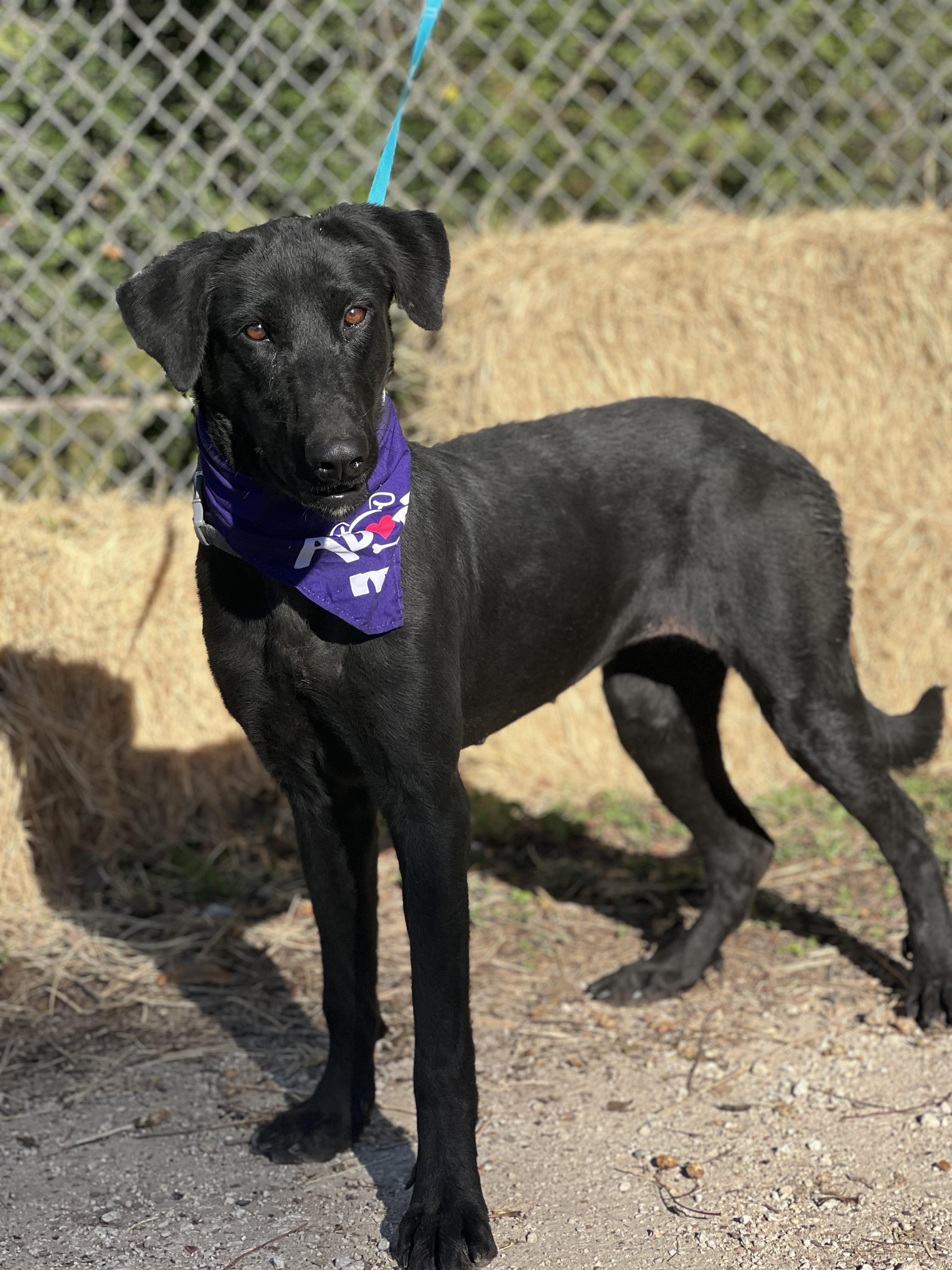 Marceline, a Adoptable mixed breed in Madisonville, TX image 3/6