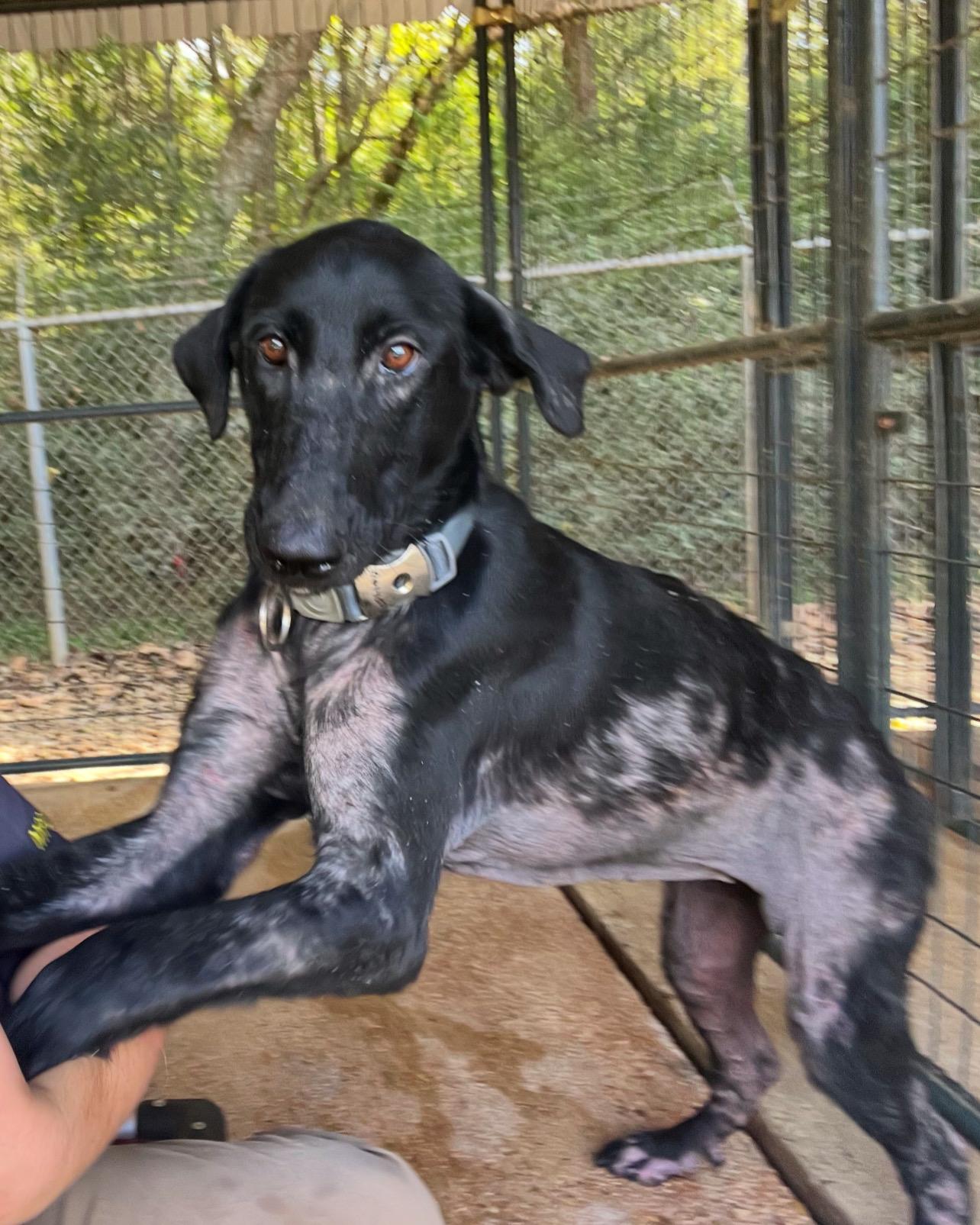 Marceline, a Adoptable mixed breed in Madisonville, TX image 6/6