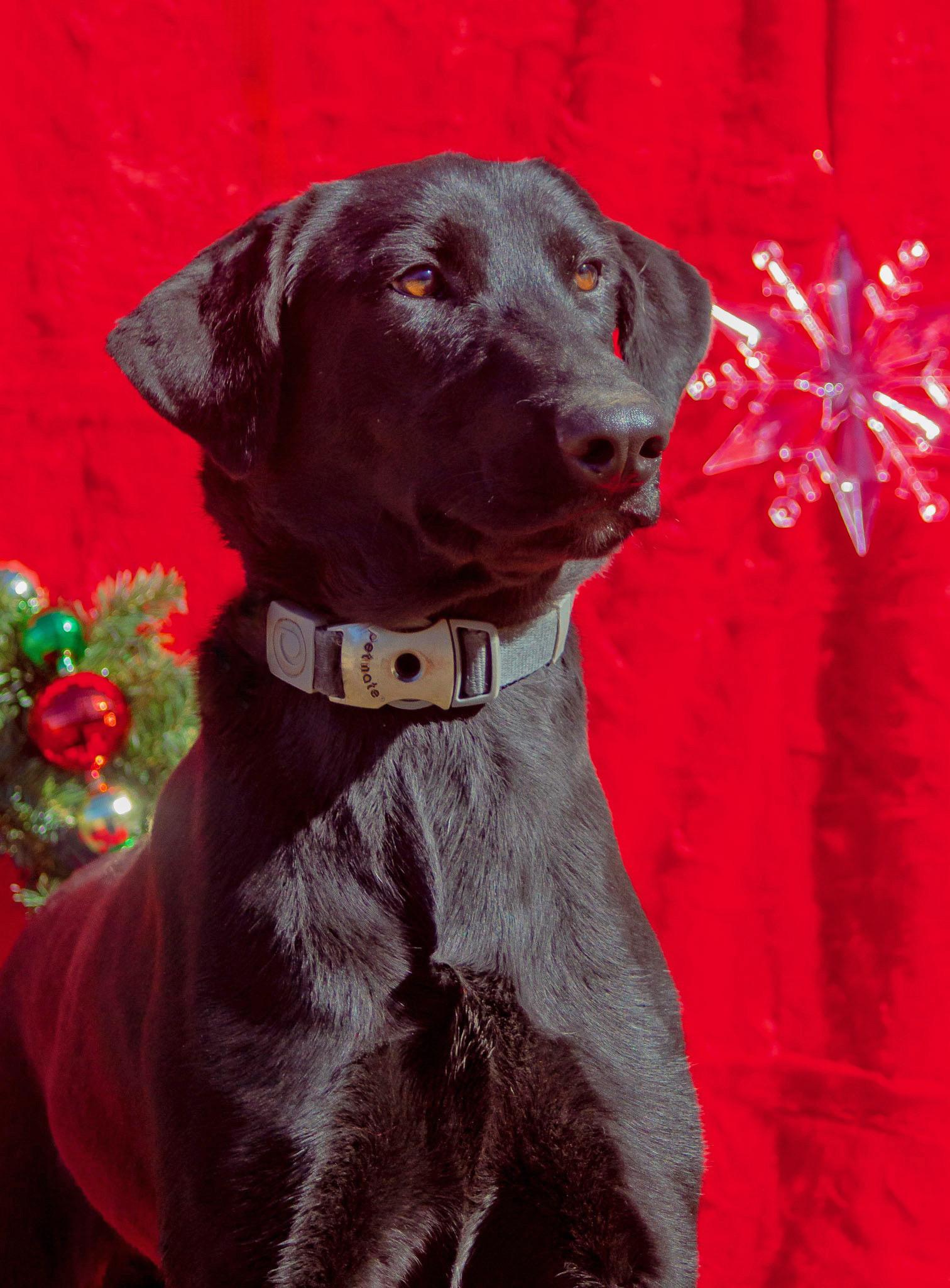 Marceline, Adoptable, Adult Female Labrador Retriever & Hound.