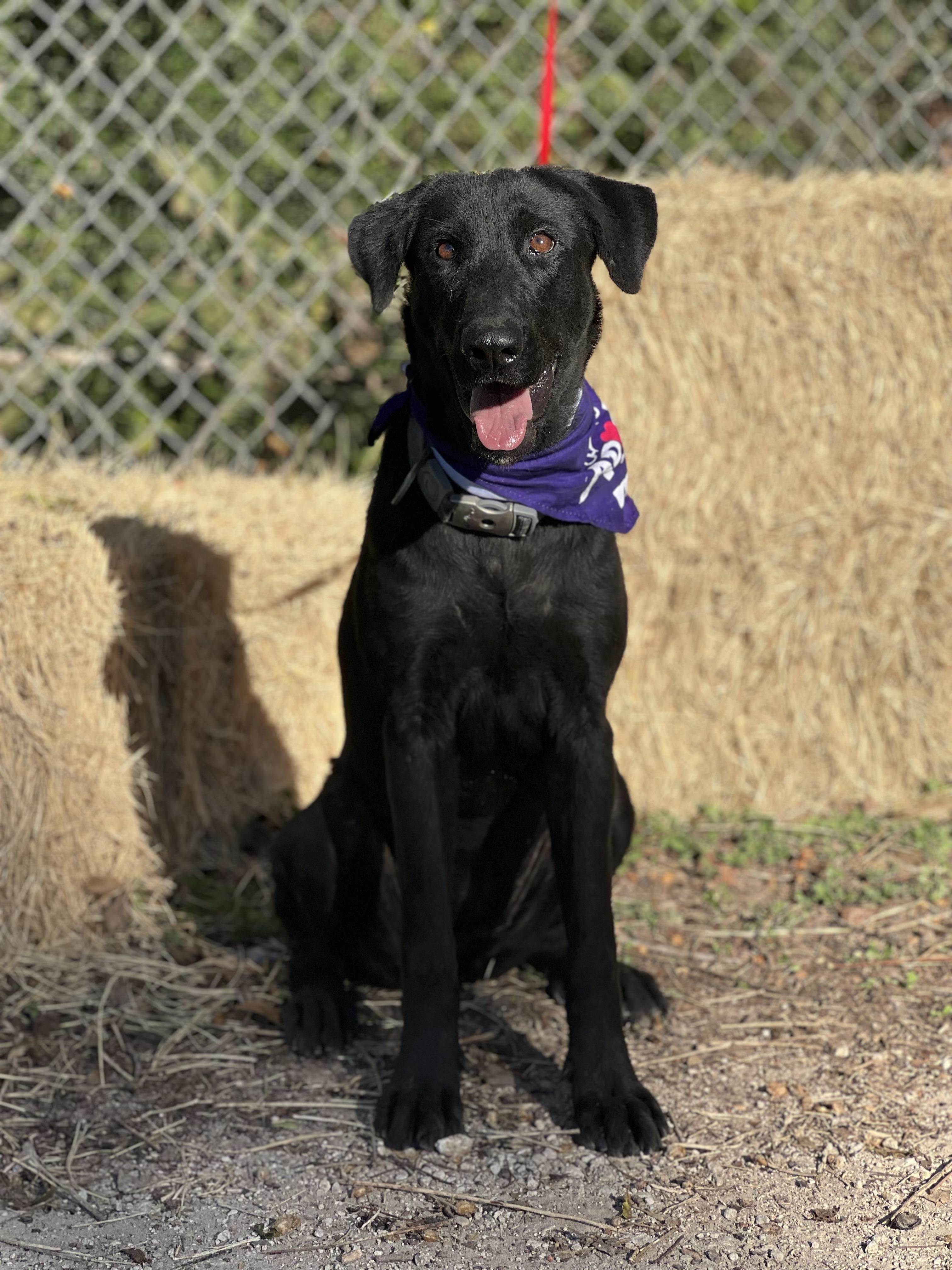 Marceline, a Adoptable mixed breed in Madisonville, TX image 5/6