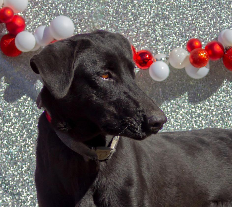 Enlarge Marceline, a Adoptable mixed breed in Madisonville, TX image 4/6