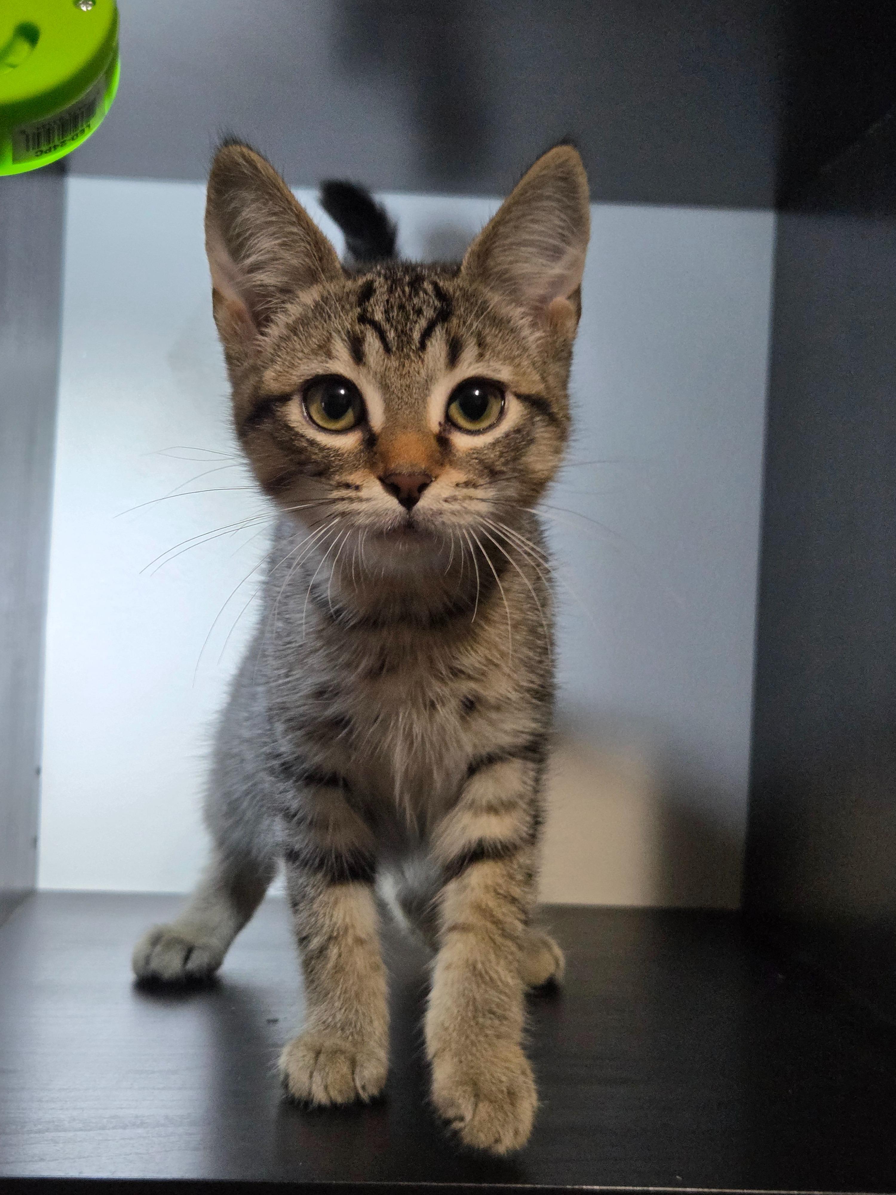 Pre-Adoption: Sepia, Baby Female unknown