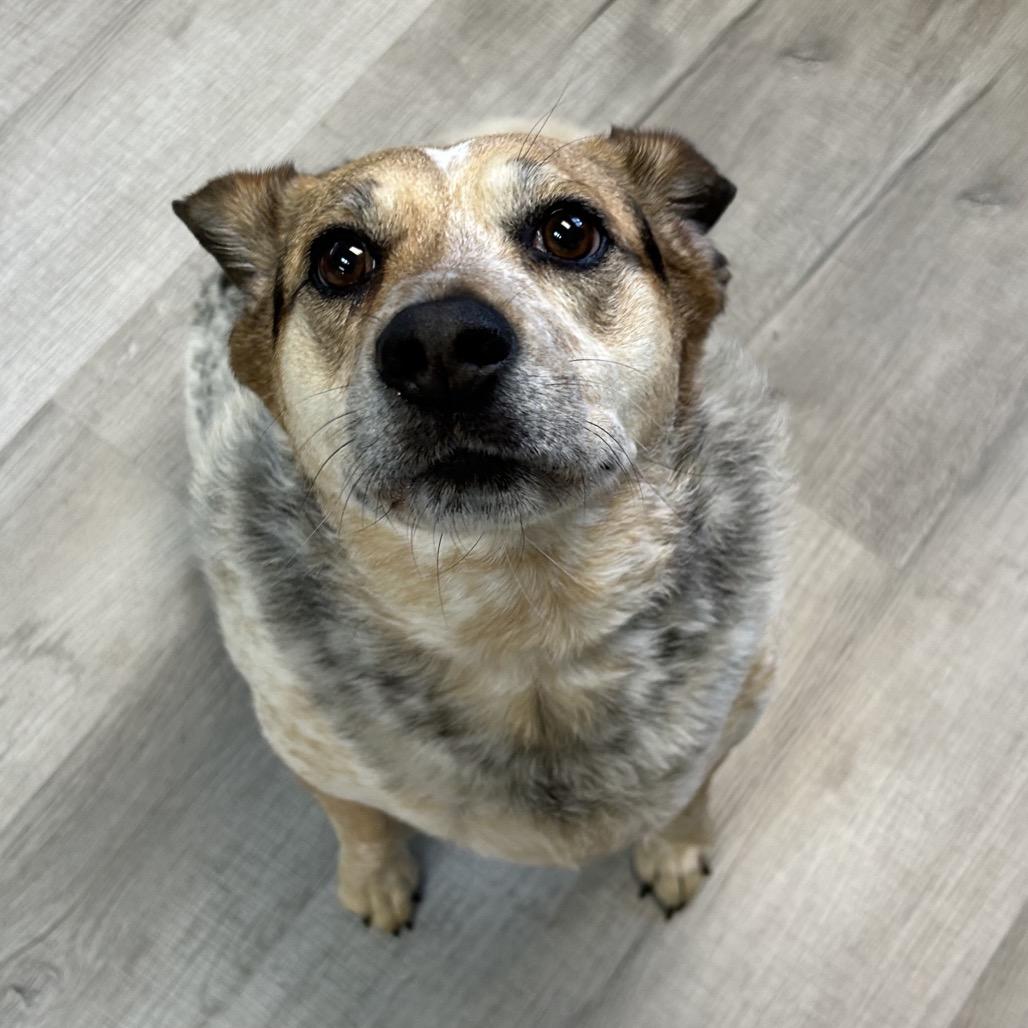Jacey, Adoptable, Adult Female Beagle & Australian Cattle Dog / Blue Heeler.