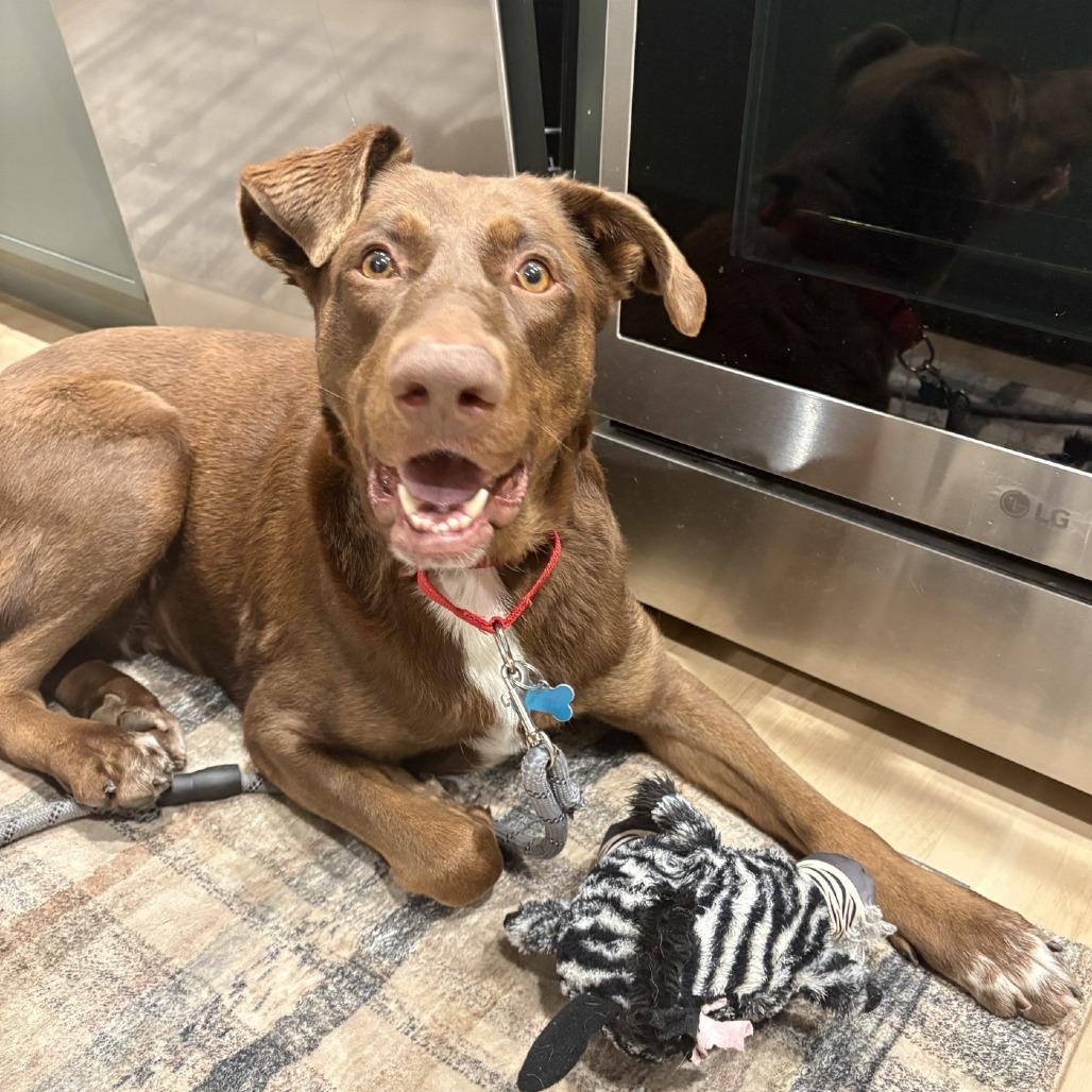 Judy, Adoptable, Adult Female German Shepherd Dog & Doberman Pinscher.