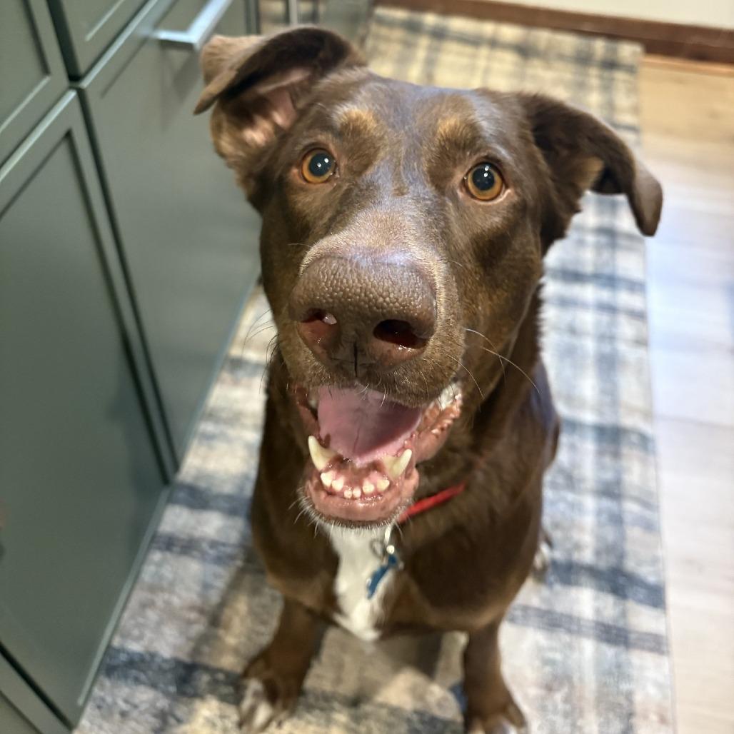 Enlarge Judy, a Adoptable mixed breed in Chicago, IL image 2/6