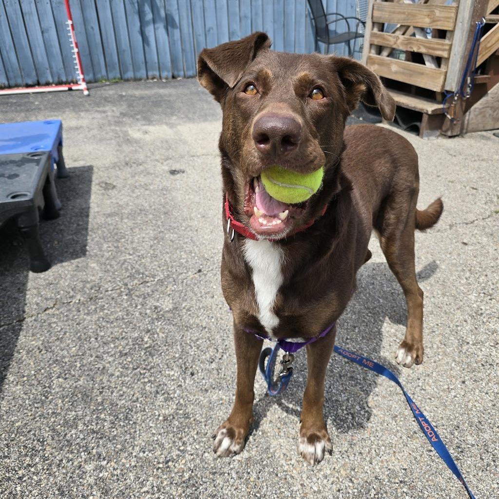 Enlarge Judy, a Adoptable mixed breed in Chicago, IL image 3/6