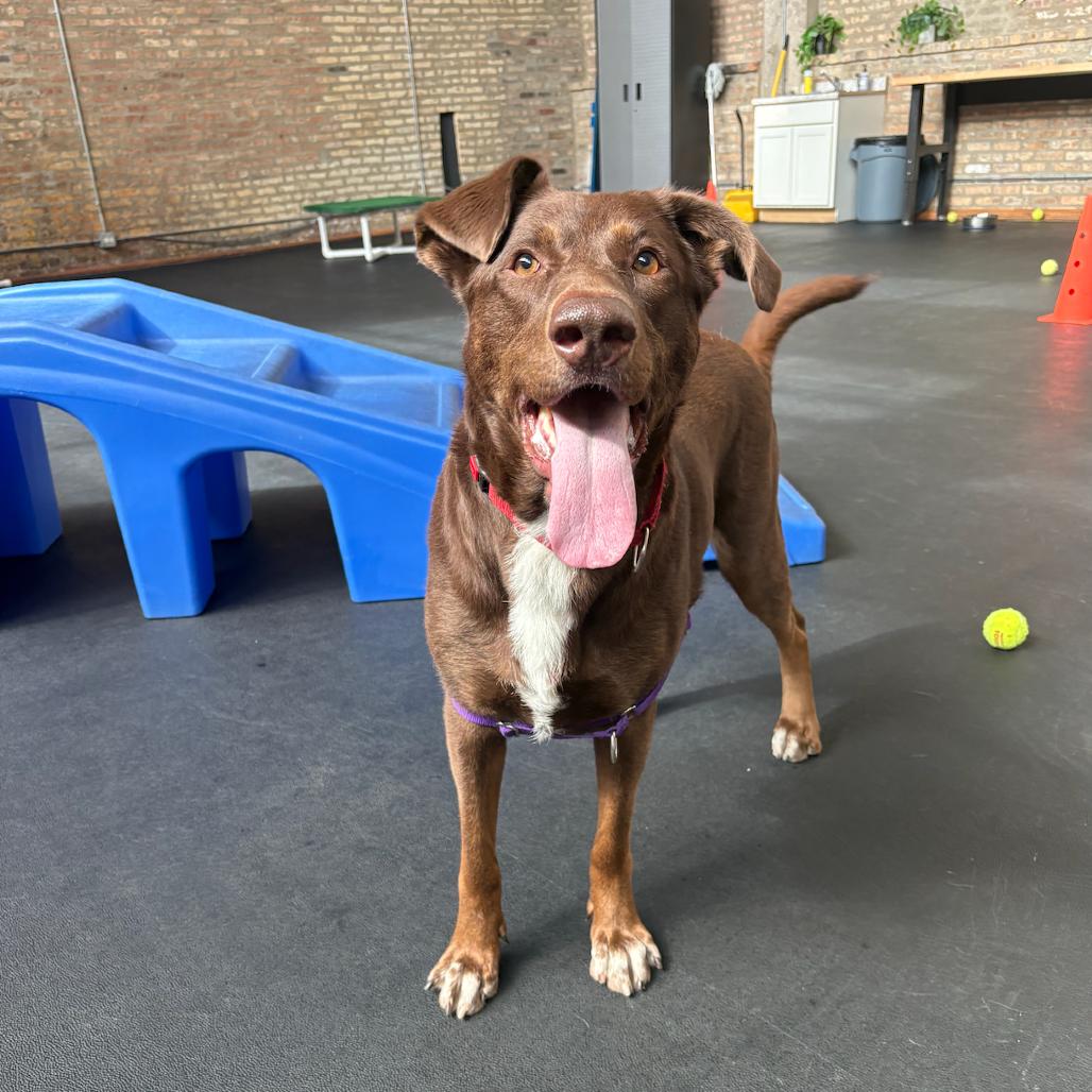 Enlarge Judy, a Adoptable mixed breed in Chicago, IL image 4/6