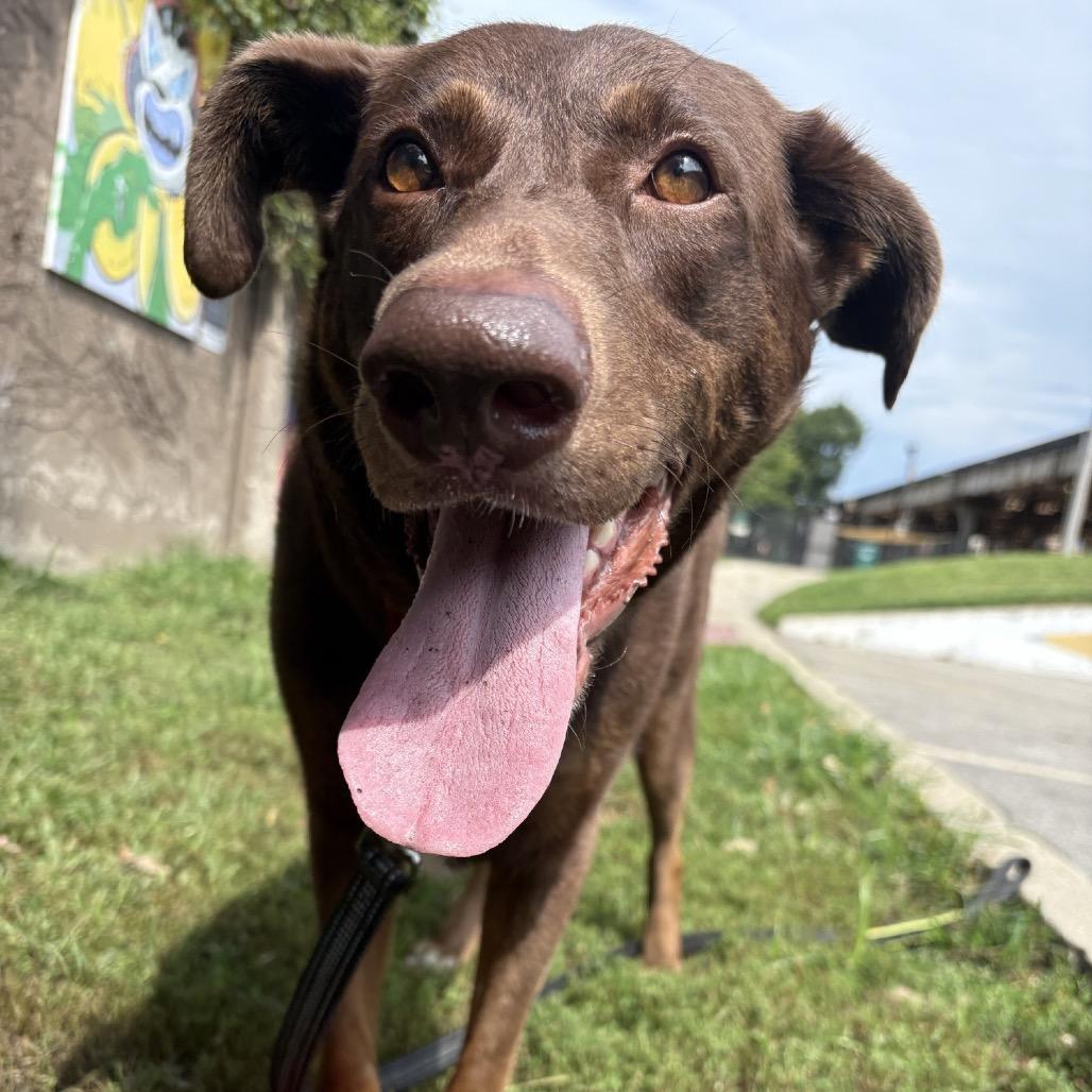 Enlarge Judy, a Adoptable mixed breed in Chicago, IL image 5/6