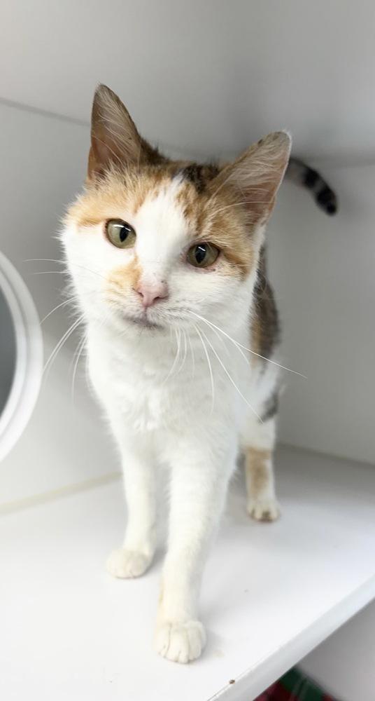 Maggie ~ Adorable Senior!!, Adoptable, Senior Female Domestic Short Hair.