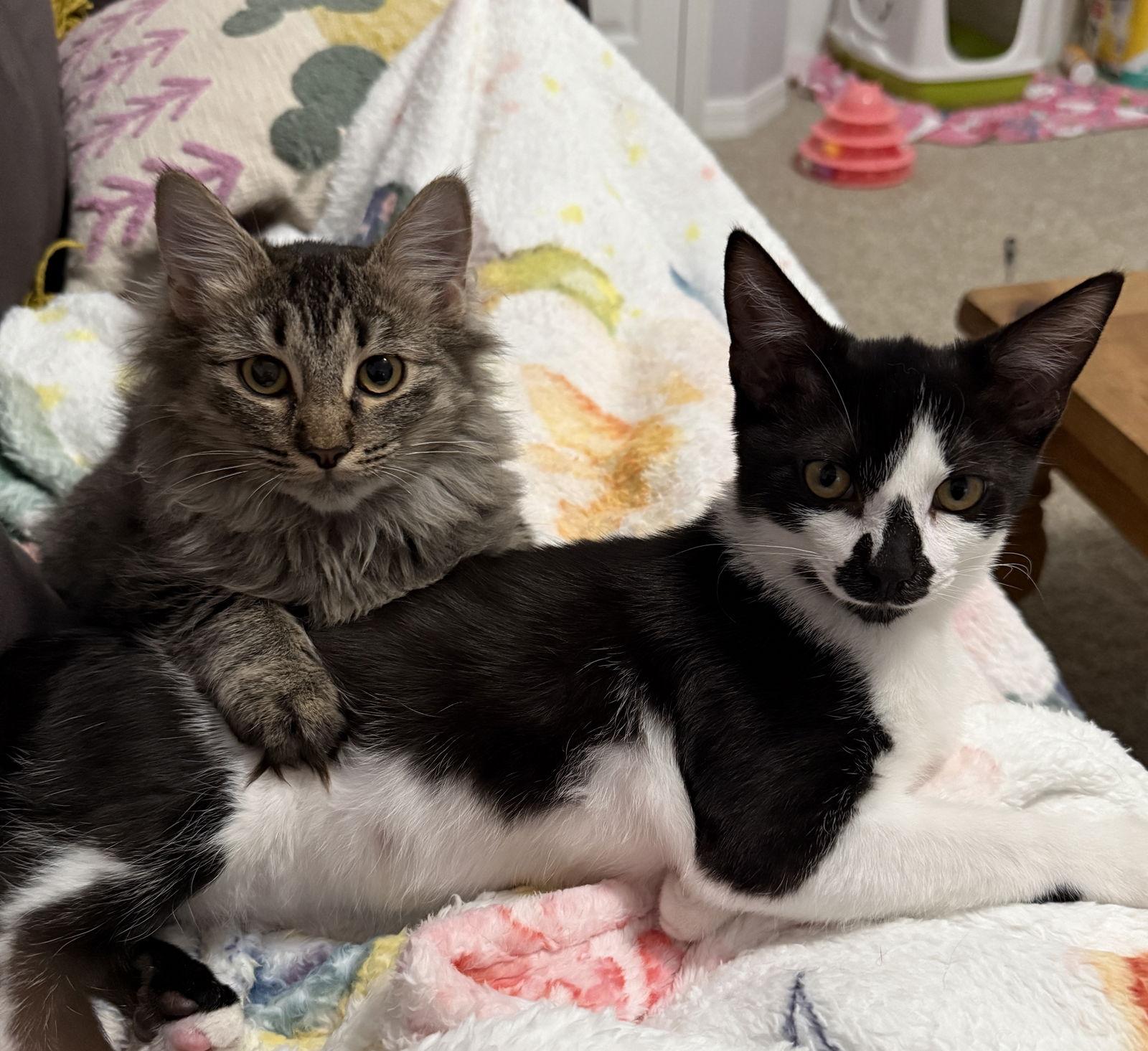 Skittles, Adopted, Young Male Domestic Short Hair.