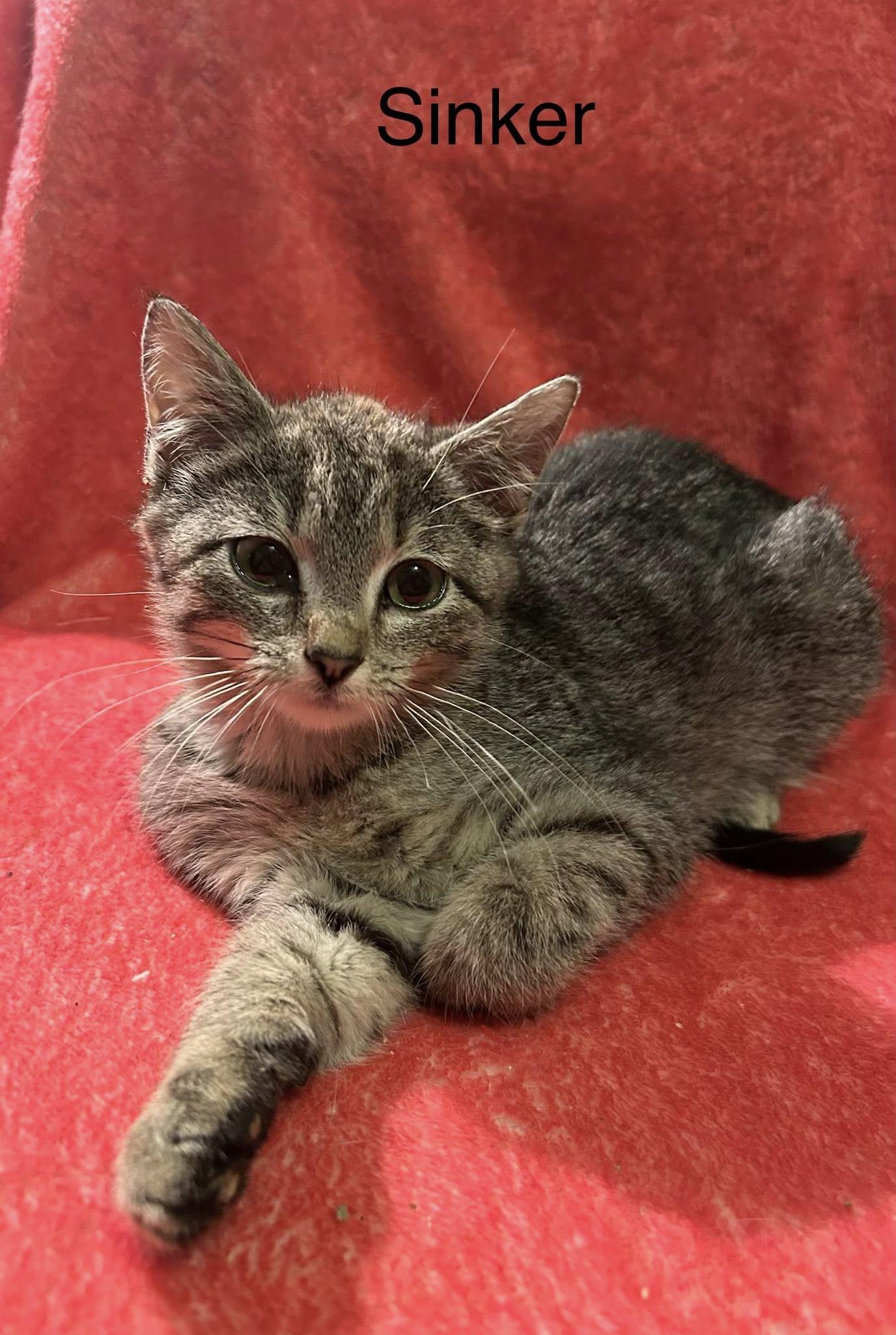 Sinker, a ADOPTABLE Domestic Short Hair in Herculaneum, MO image 2/2