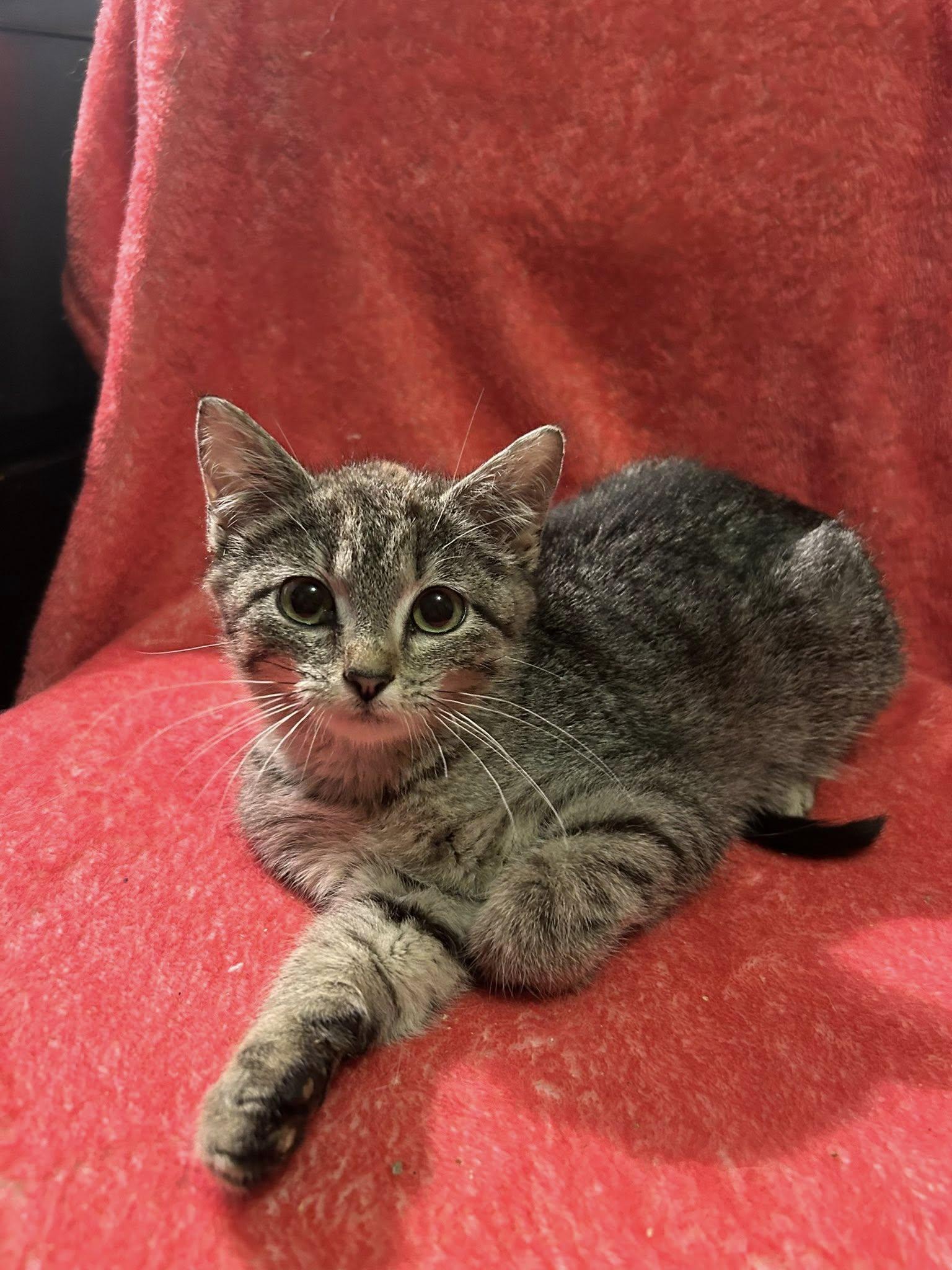 Sinker, a ADOPTABLE Domestic Short Hair in Herculaneum, MO image 1/2