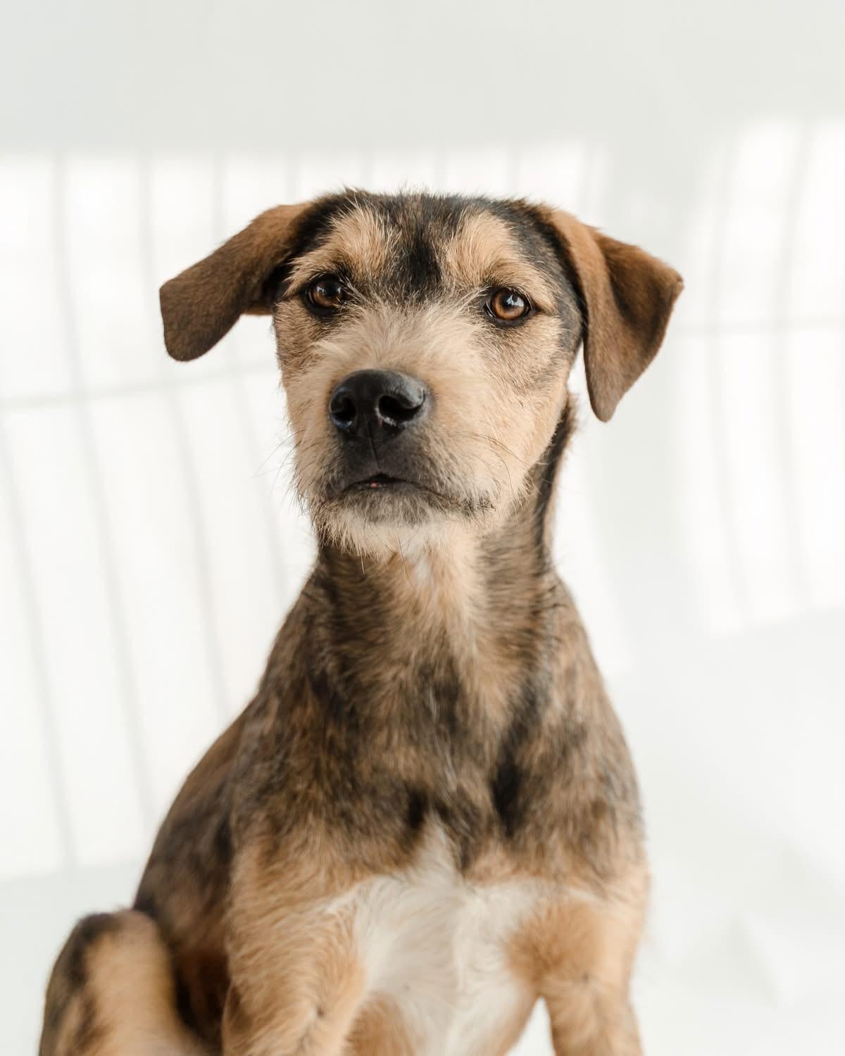 Guero — thumbnail 2