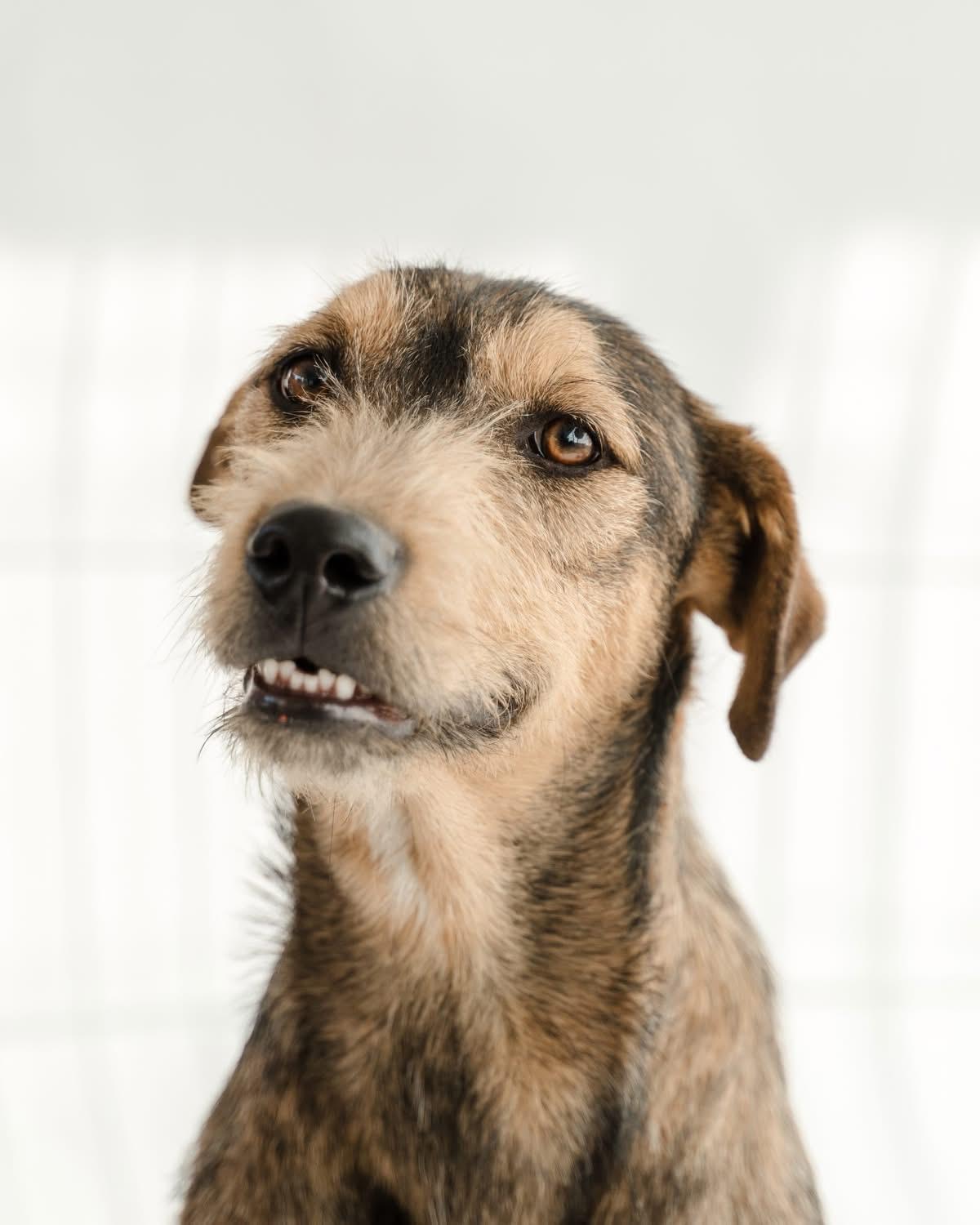 Guero — thumbnail 3