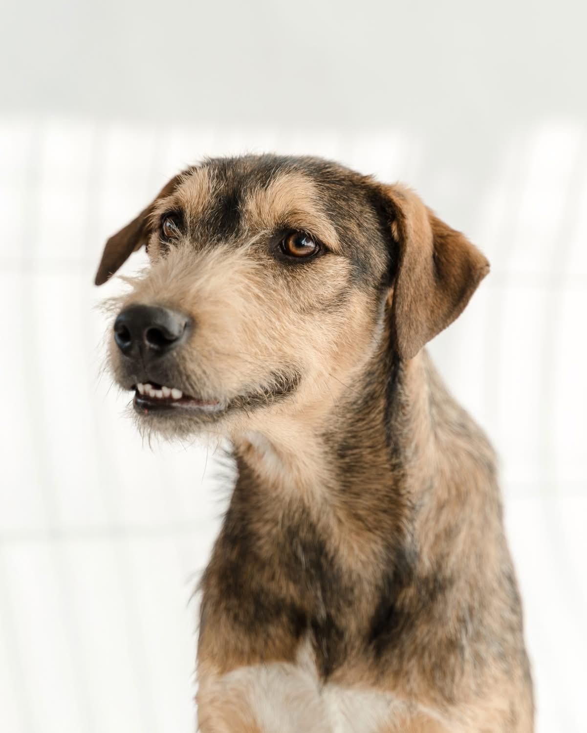 Guero — thumbnail 4