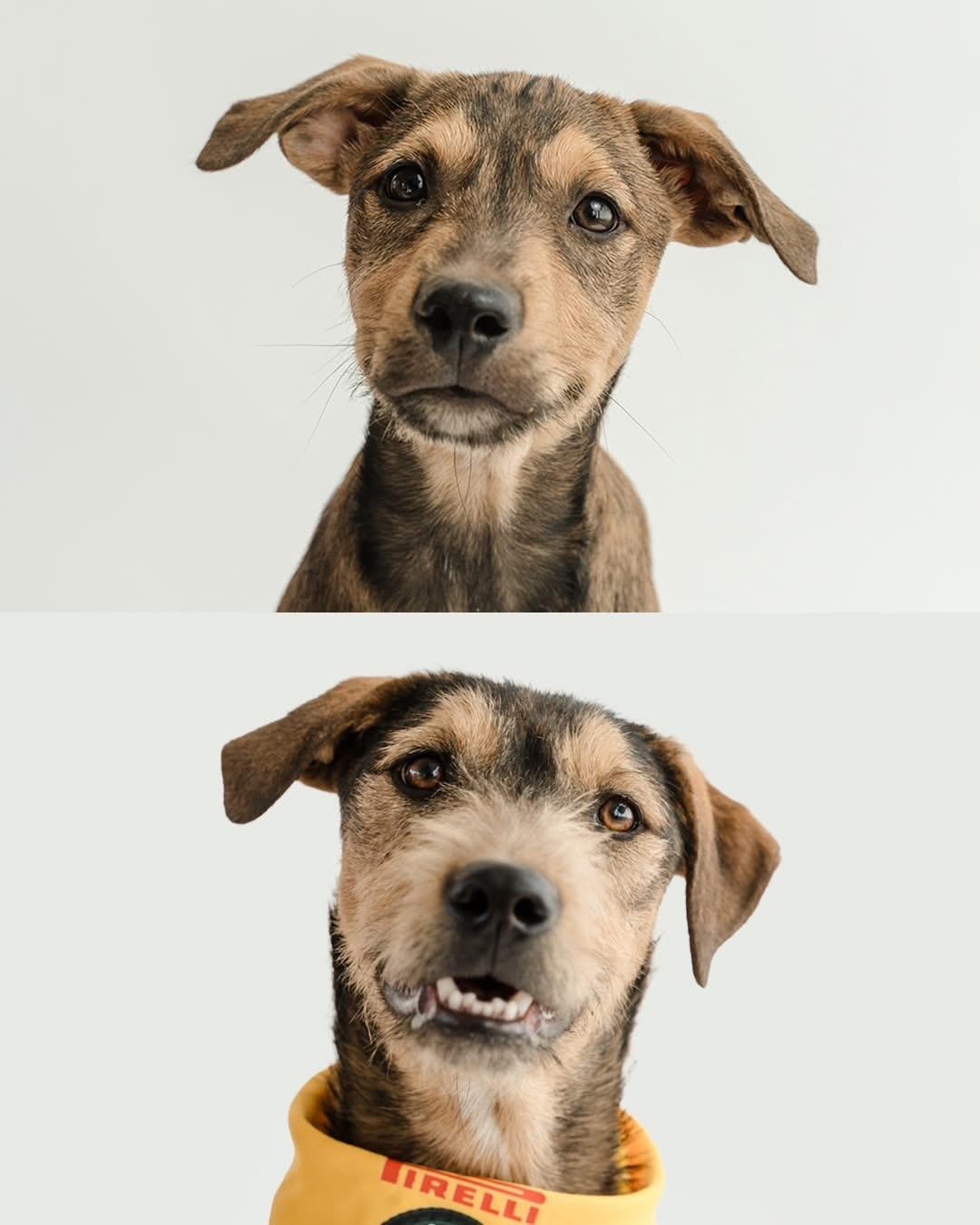 Guero — thumbnail 5