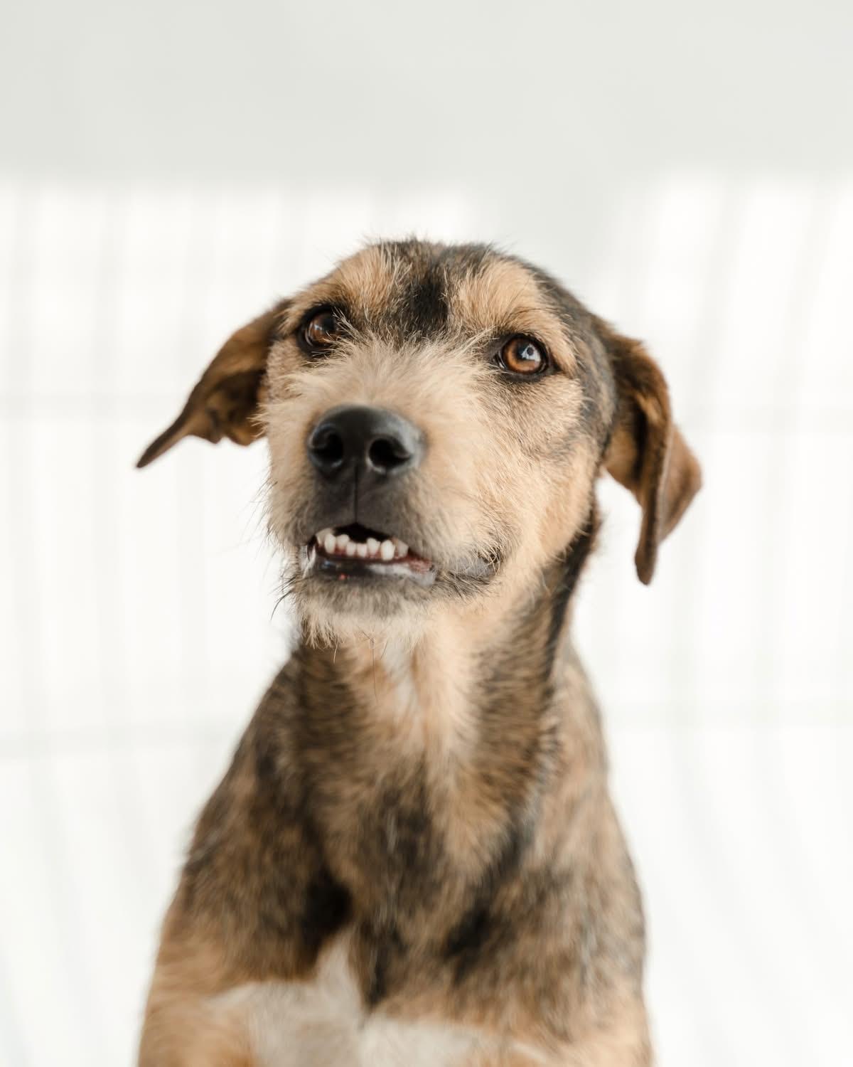 Guero — thumbnail 6