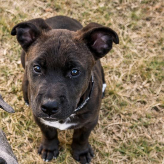 Felix, Adoptable, Puppy Male Black Labrador Retriever.