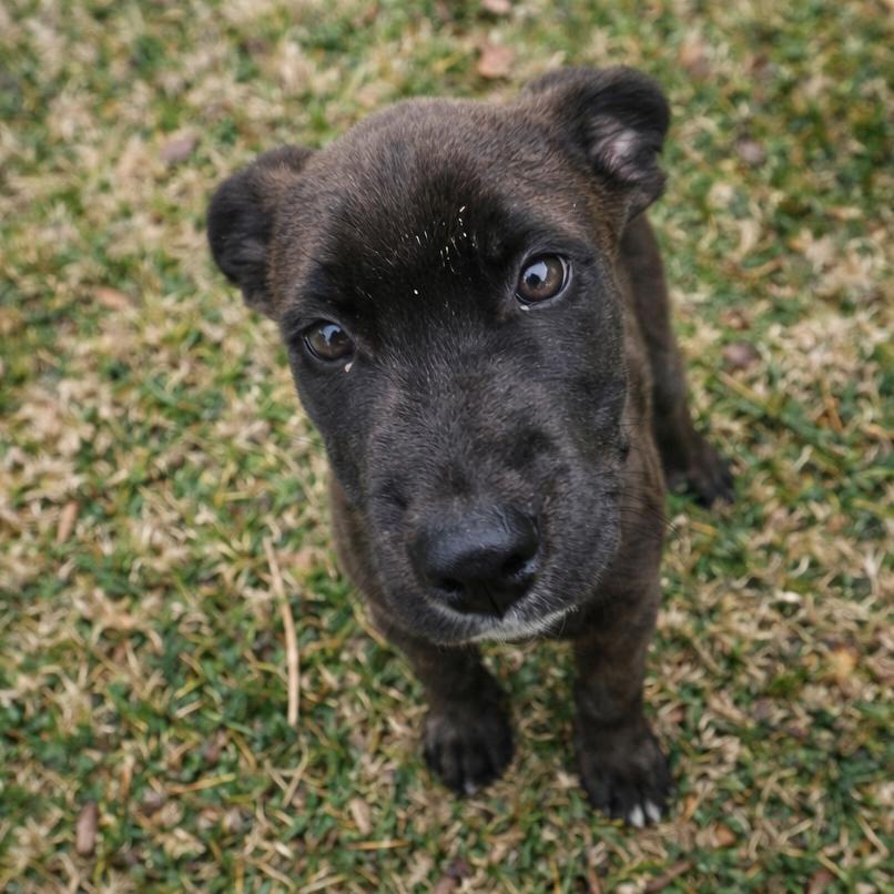 Enlarge Felix, a Adoptable Black Labrador Retriever in Rogersville, MO image 3/3