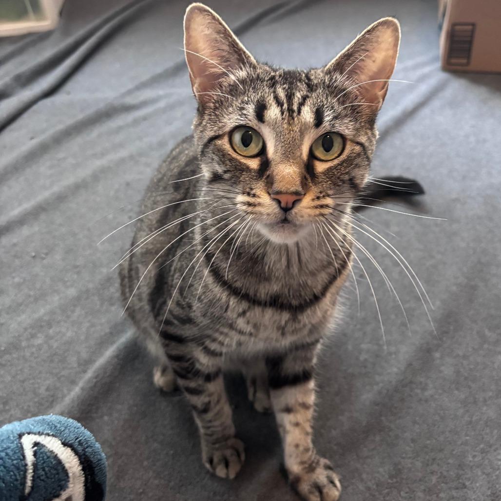 Sonnet, Adoptable, Young Female Domestic Short Hair.