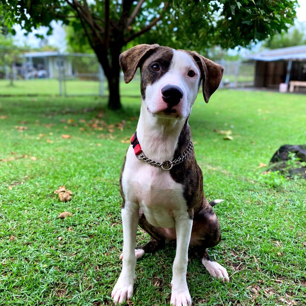 Enlarge Herb Litter:   Mint, a Adoptable Pit Bull Terrier in Keaau, HI image 1/1
