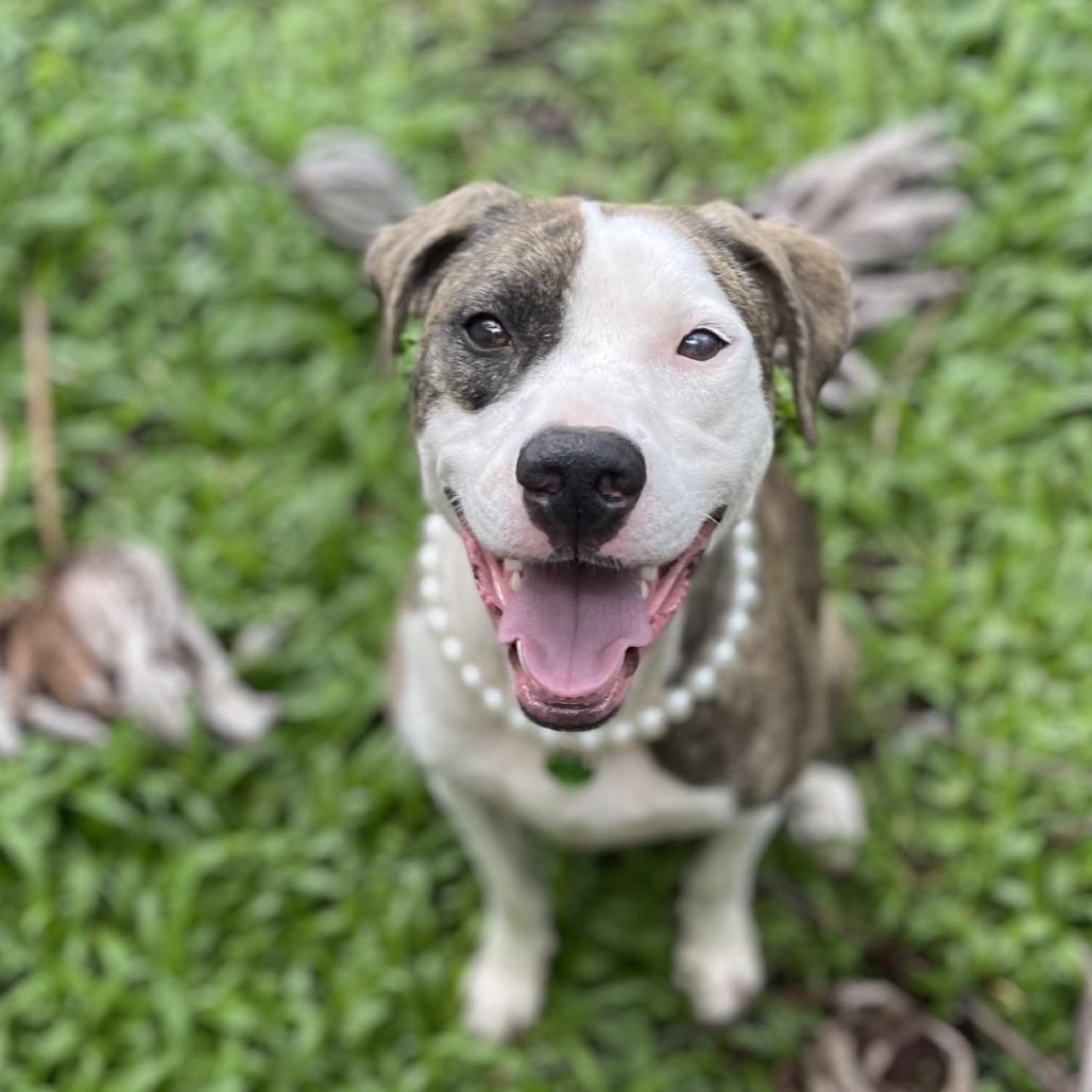 Enlarge Herb Litter:   Mint, a Adoptable Pit Bull Terrier in Keaau, HI image 2/3