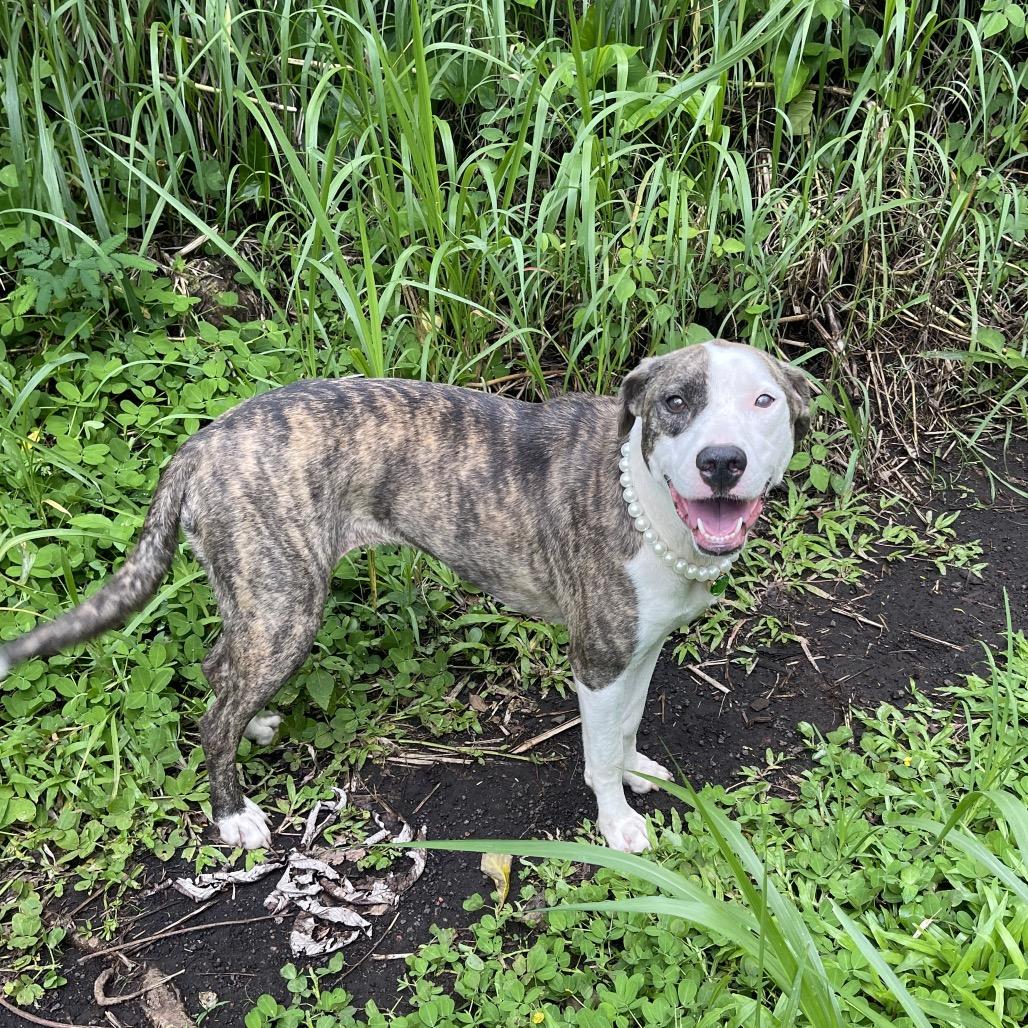Enlarge Herb Litter:   Mint, a Adoptable Pit Bull Terrier in Keaau, HI image 3/3