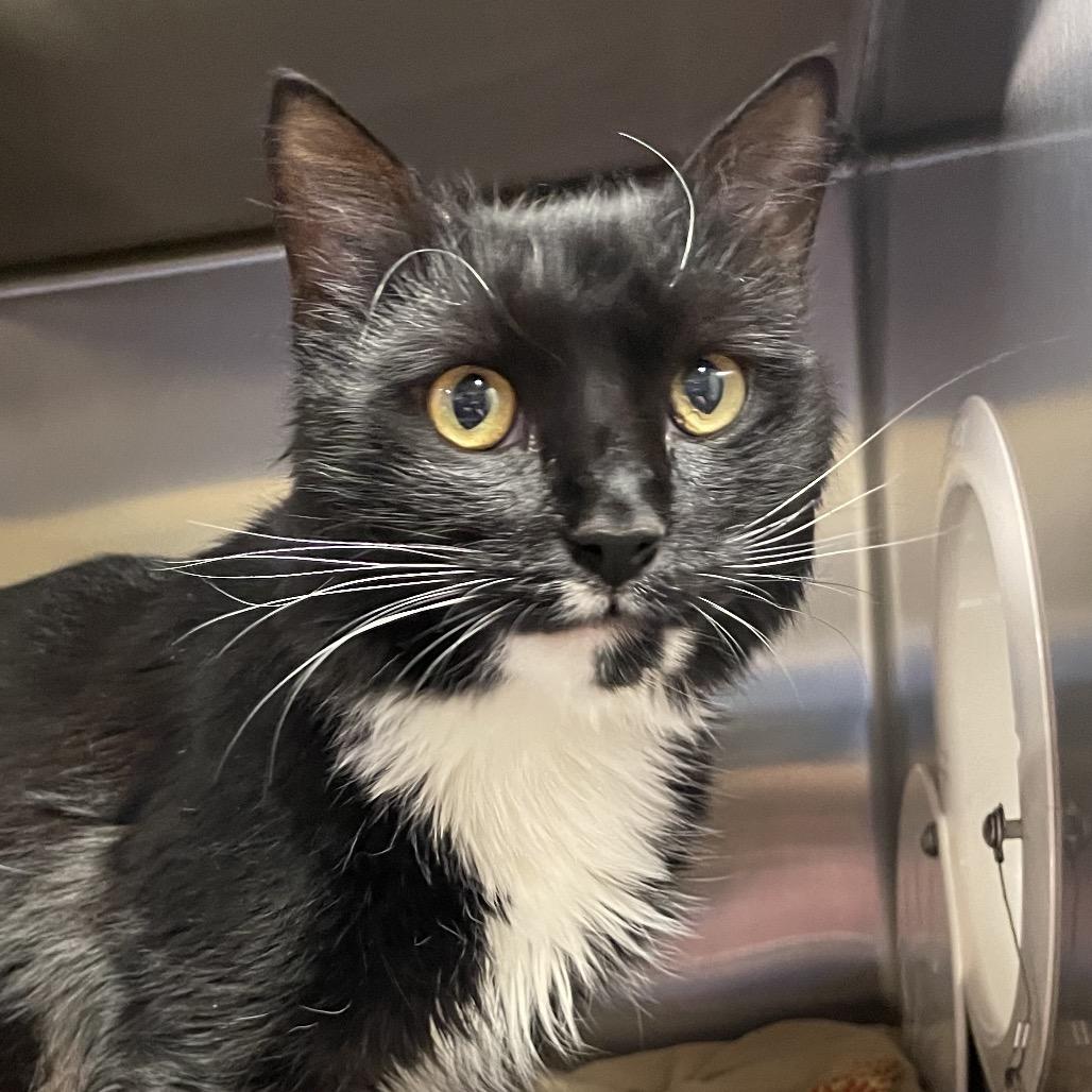 Gus, Adoptable, Adult Male Domestic Medium Hair.