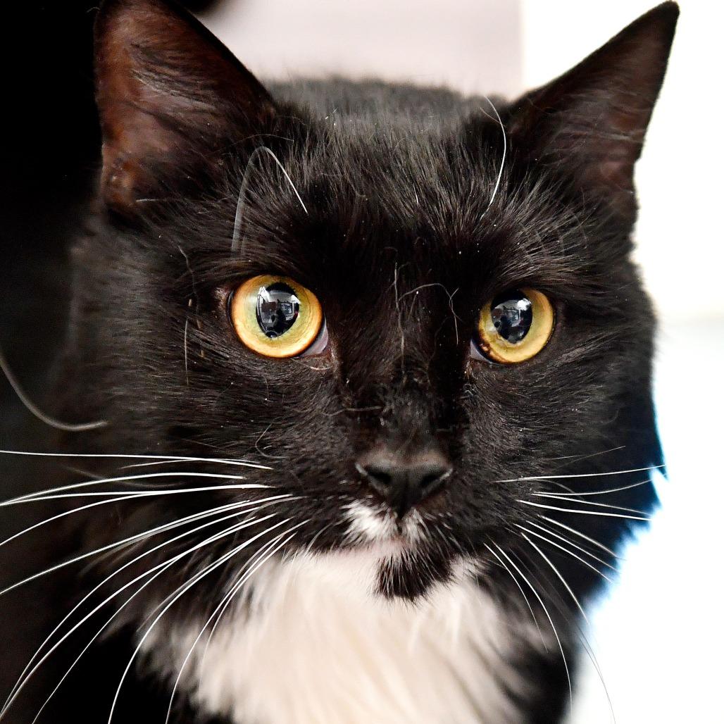 Enlarge Gus, a Adoptable Domestic Medium Hair in York, PA image 2/6