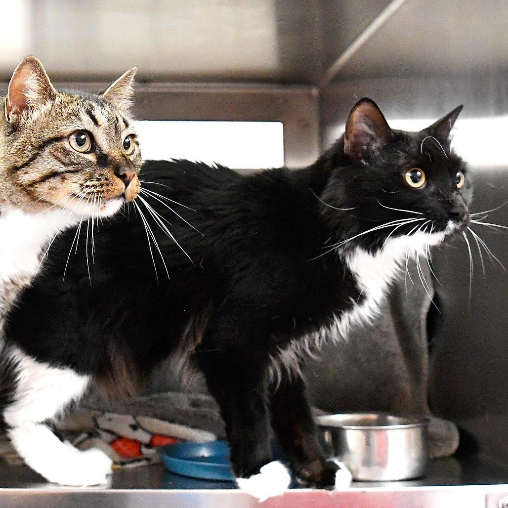 Enlarge Gus, a Adoptable Domestic Medium Hair in York, PA image 3/6