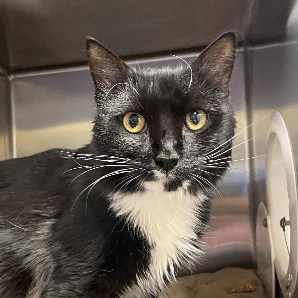 Enlarge Gus, a Adoptable Domestic Medium Hair in York, PA image 4/6