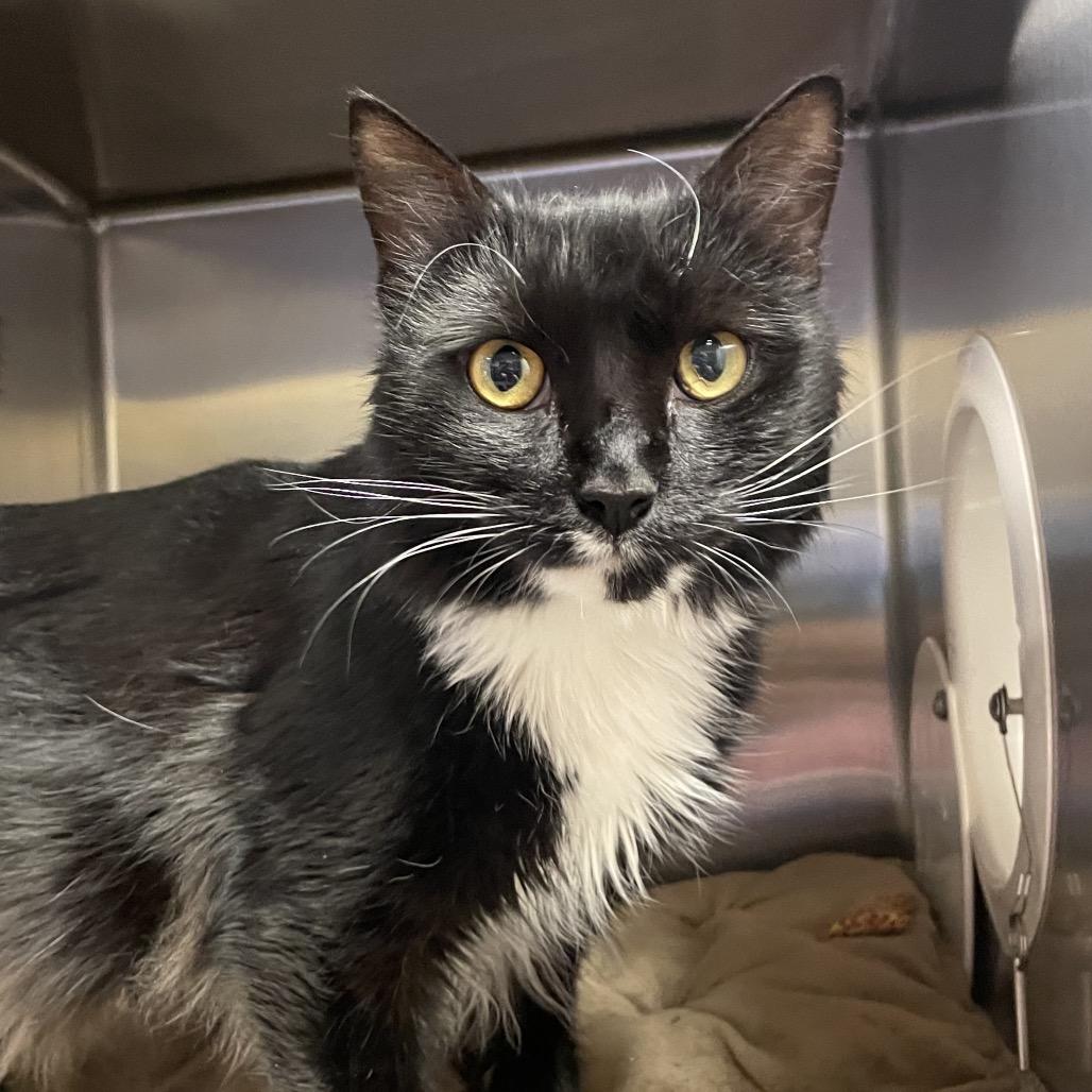 Enlarge Gus, a Adoptable Domestic Medium Hair in York, PA image 5/6