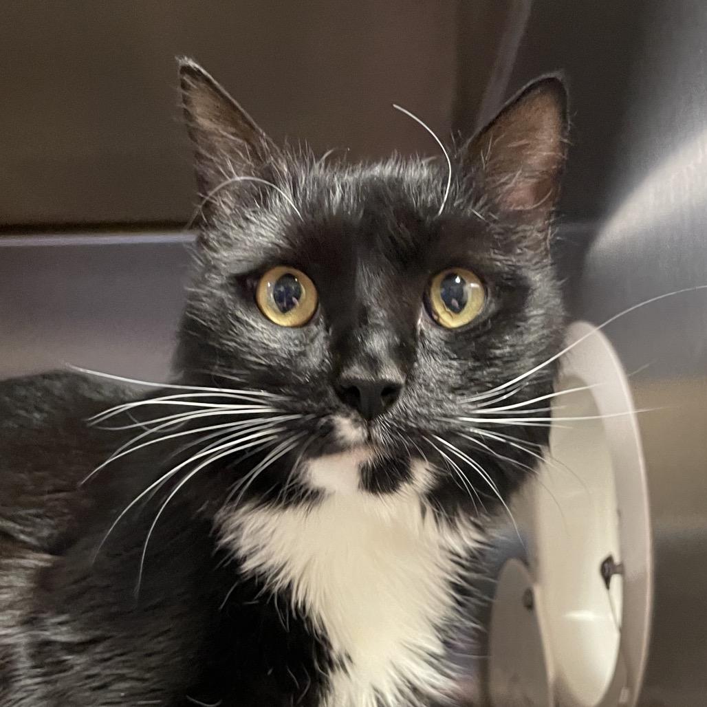 Enlarge Gus, a Adoptable Domestic Medium Hair in York, PA image 6/6