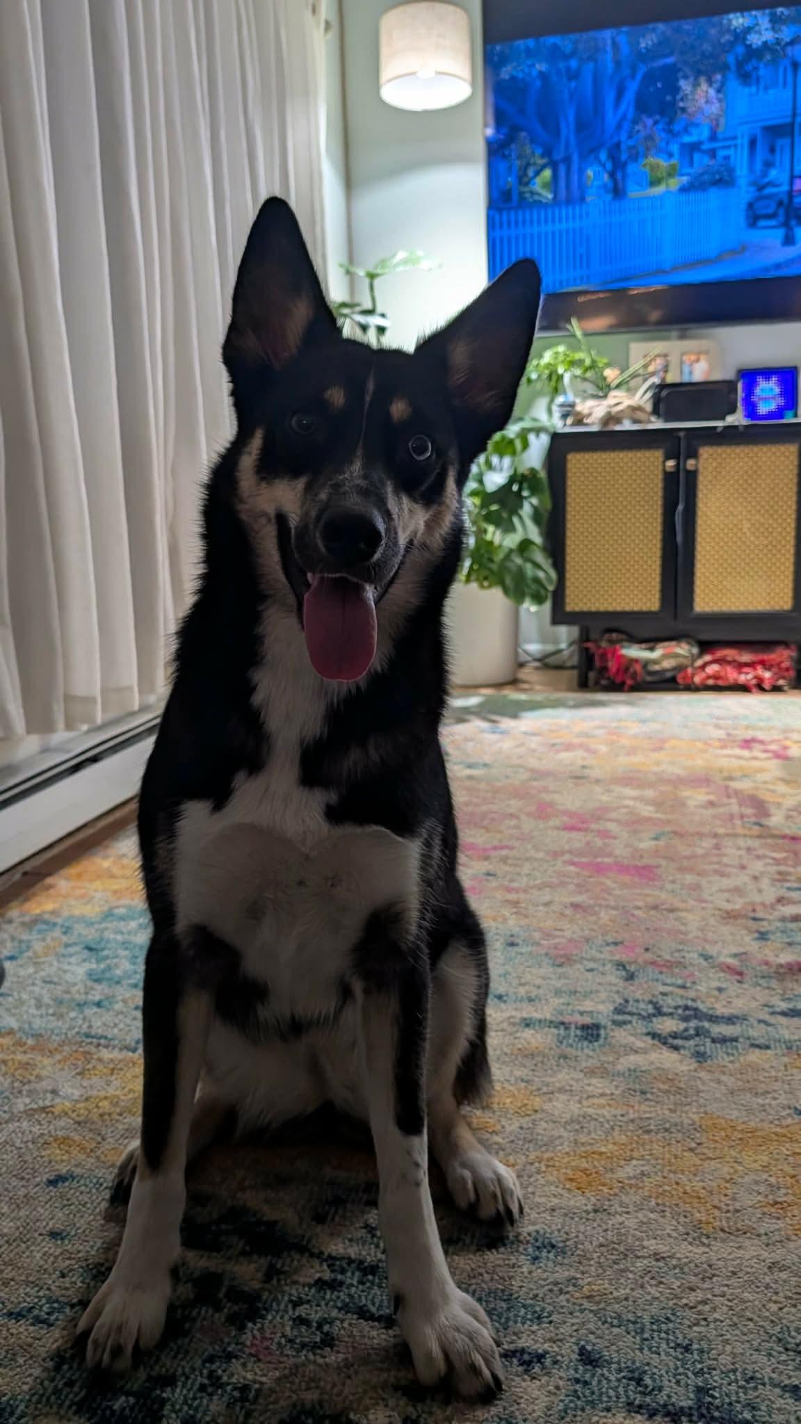 Blair, Adoptable, Young Female Siberian Husky.
