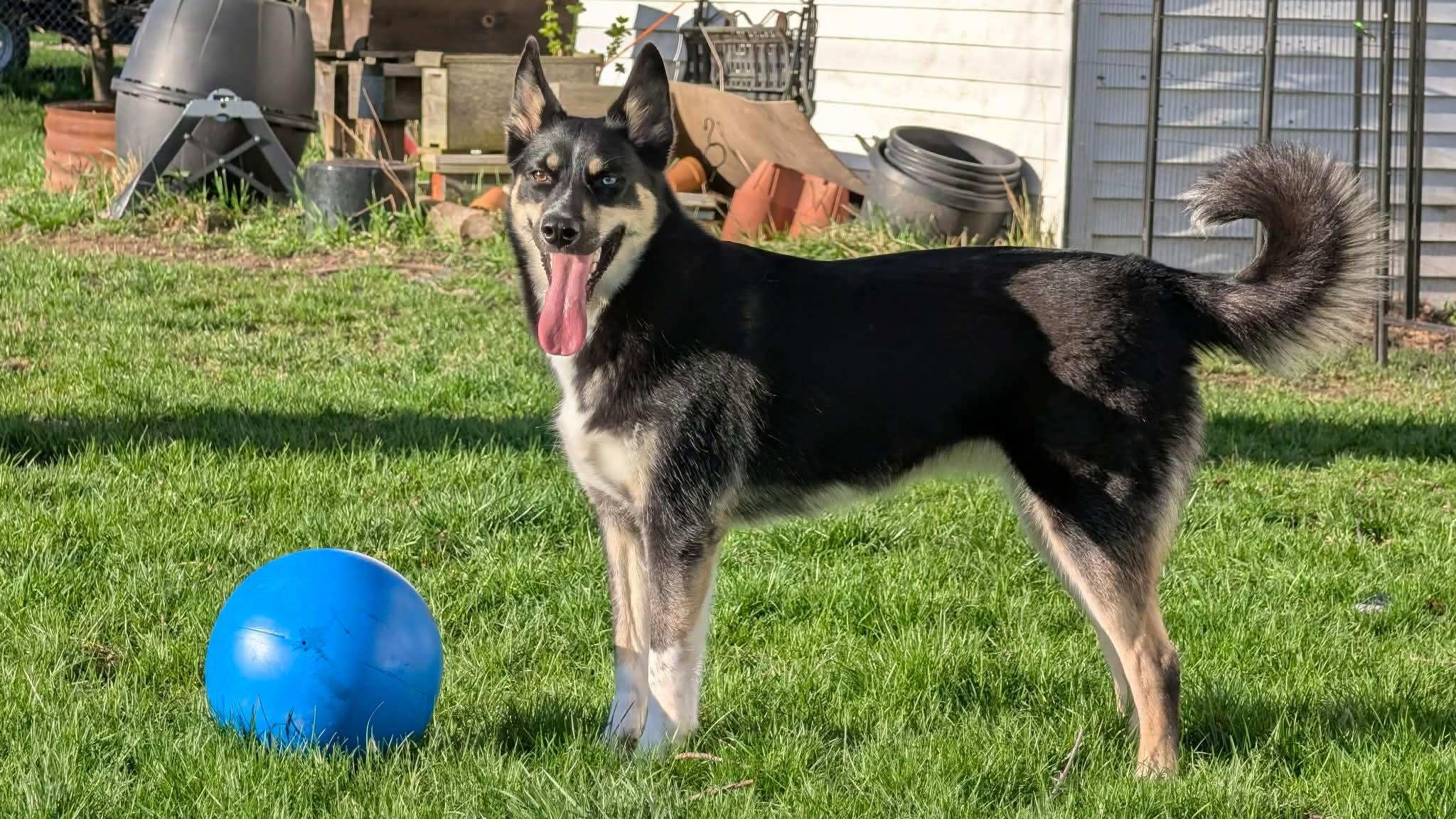 Enlarge Blair, a Adoptable mixed breed in New Baltimore, MI image 3/5