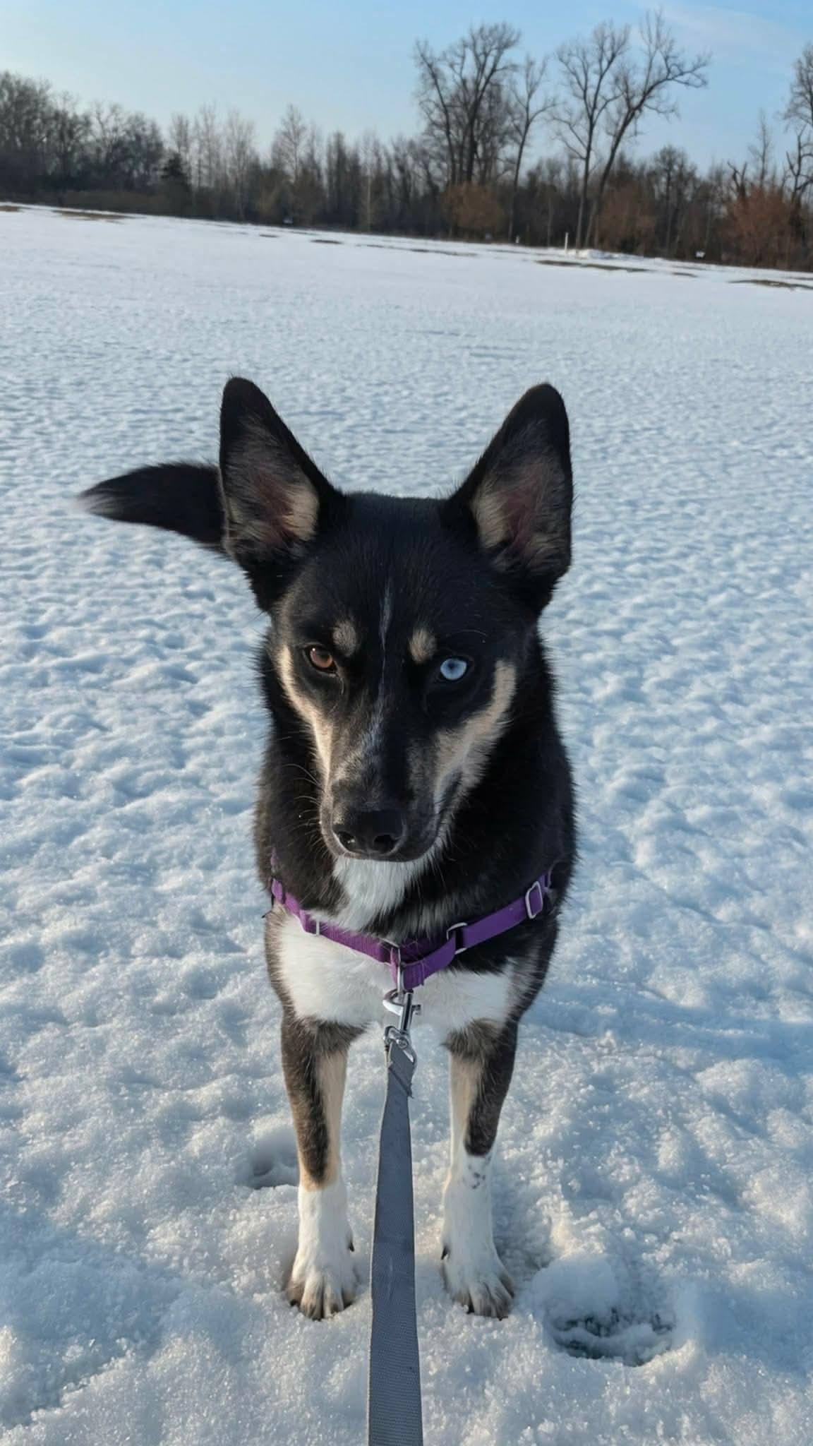 Enlarge Blair, a Adoptable mixed breed in New Baltimore, MI image 4/5