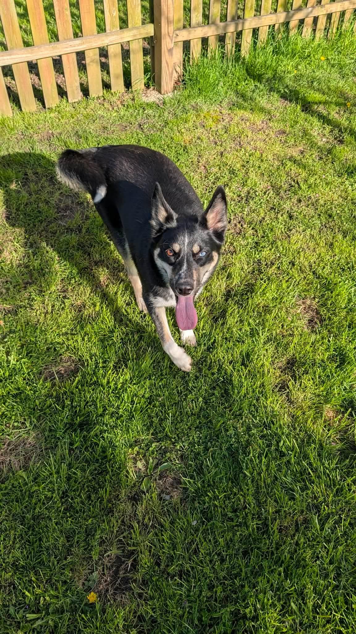 Enlarge Blair, a Adoptable mixed breed in New Baltimore, MI image 5/5