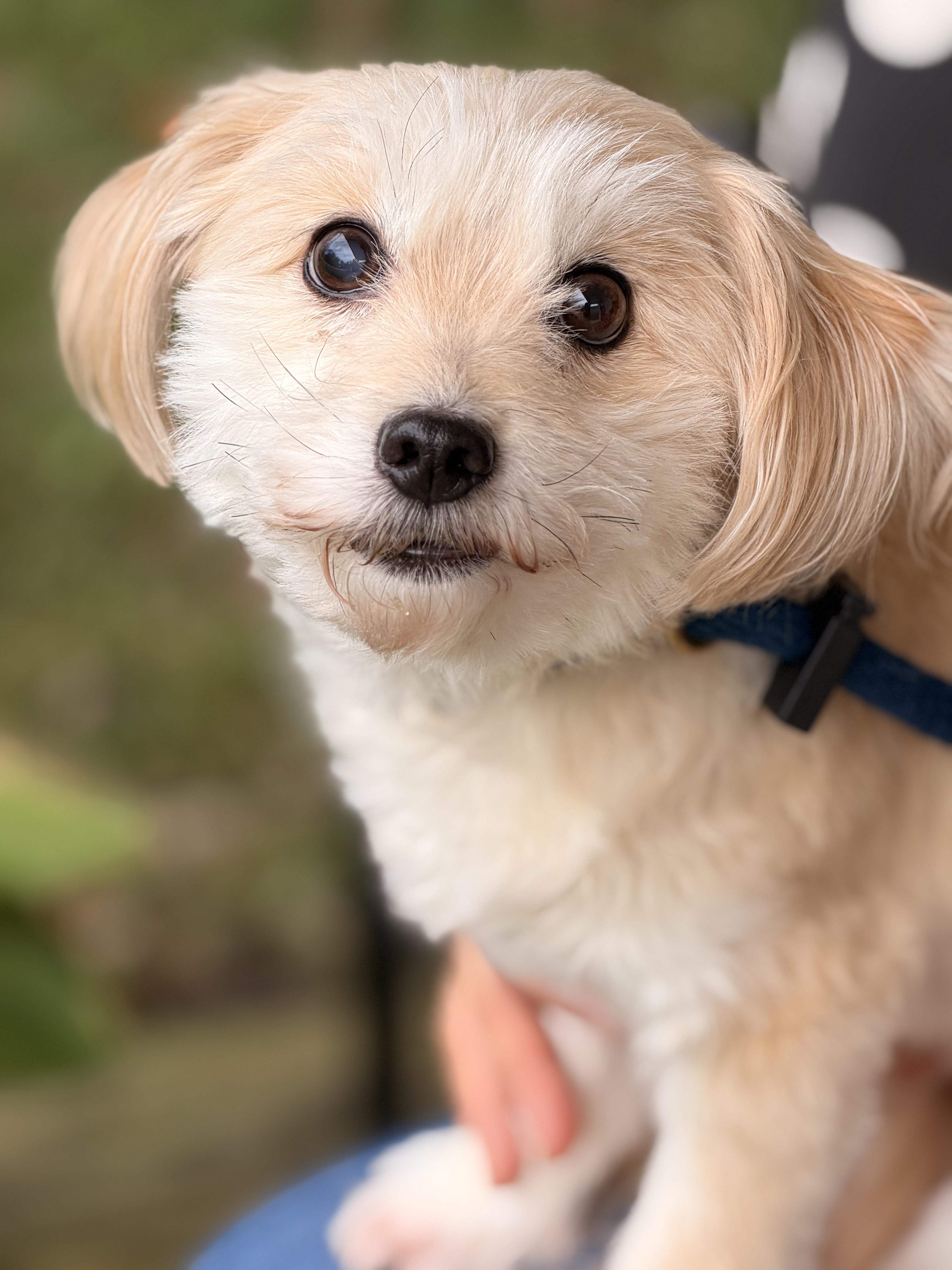 Enlarge Toby, a Adopted Maltipoo in Richmond, VA image 1/6