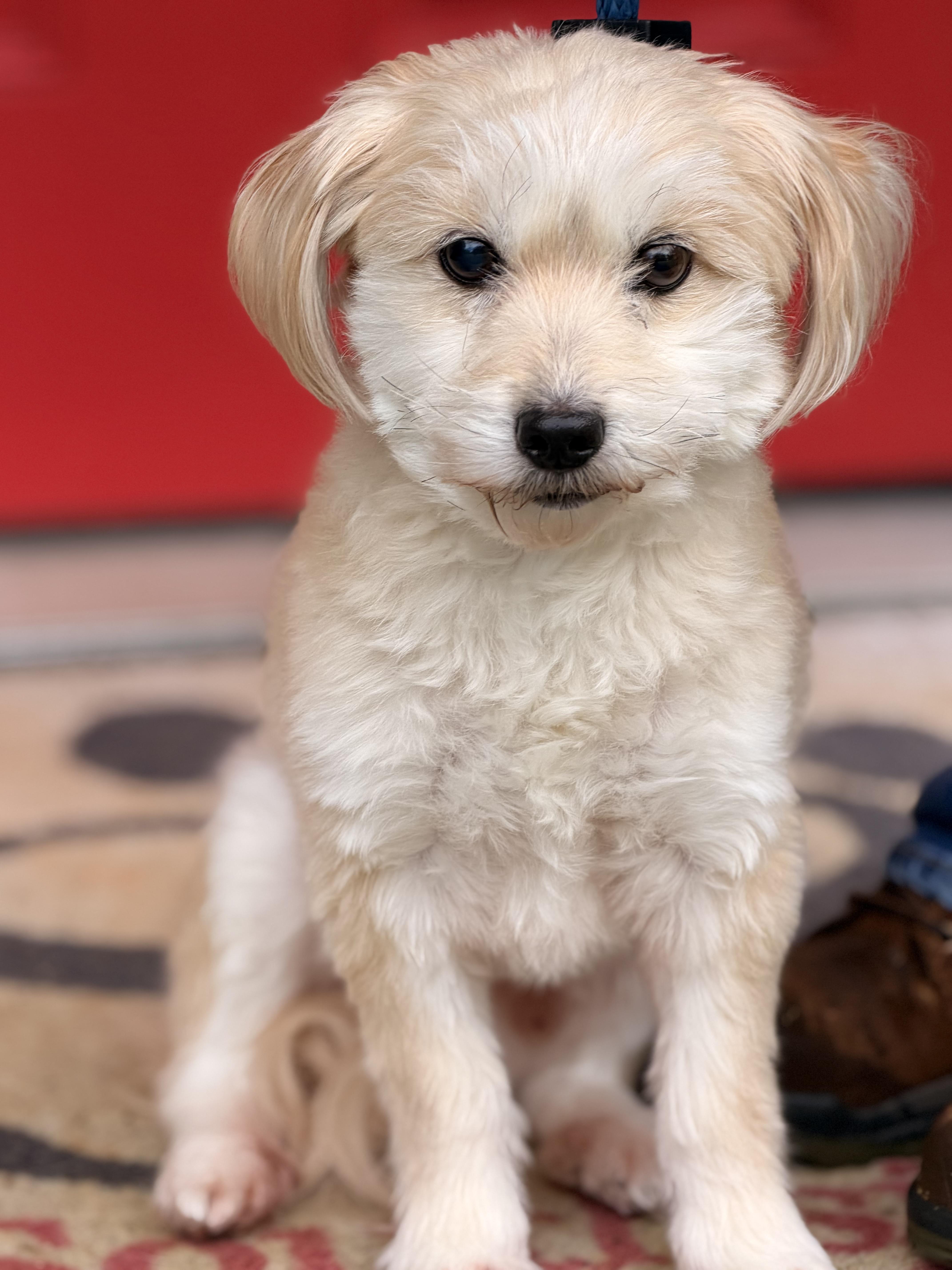 Enlarge Toby, a Adopted Maltipoo in Richmond, VA image 6/6