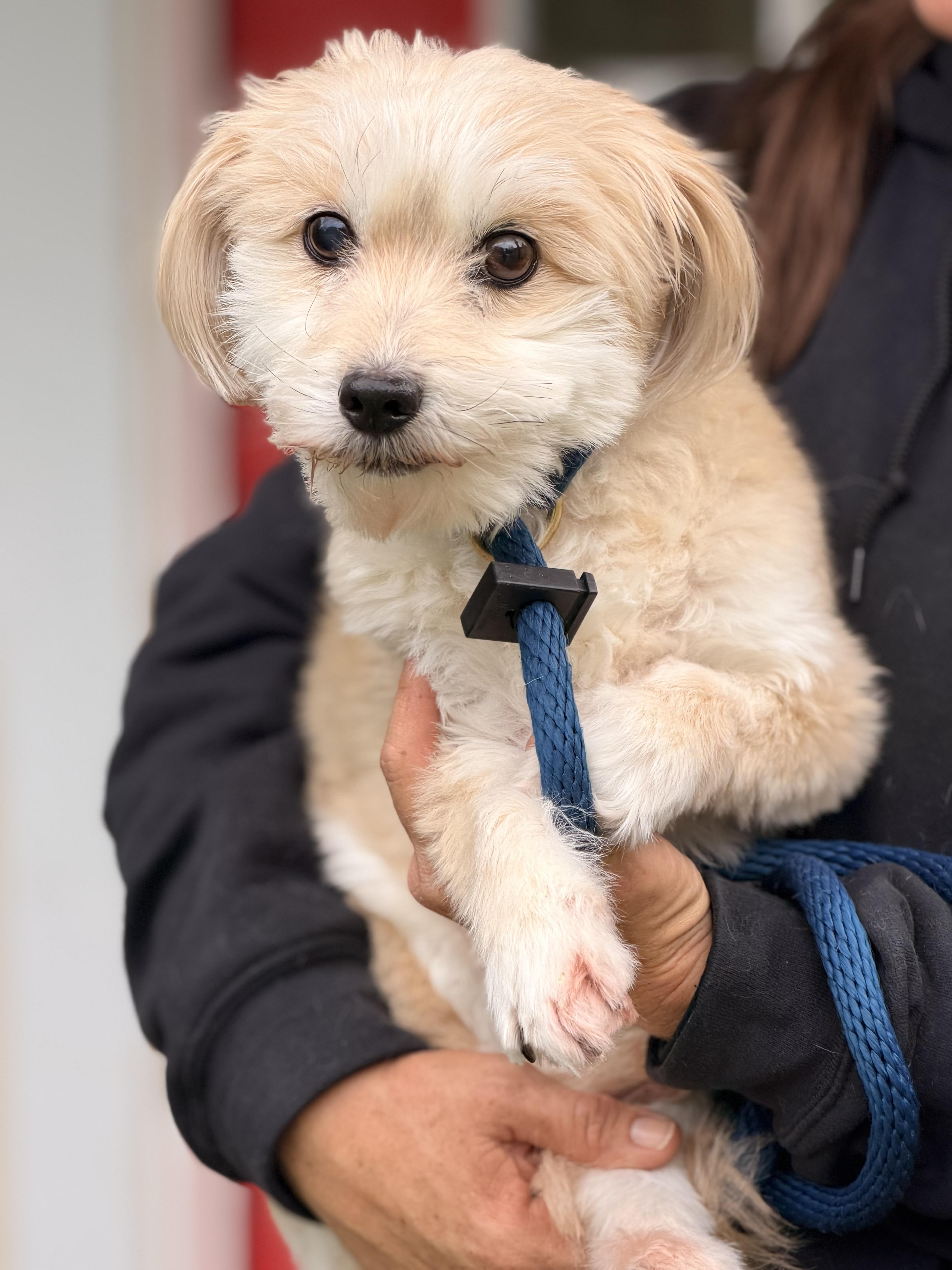 Enlarge Toby, a Adopted Maltipoo in Richmond, VA image 4/6