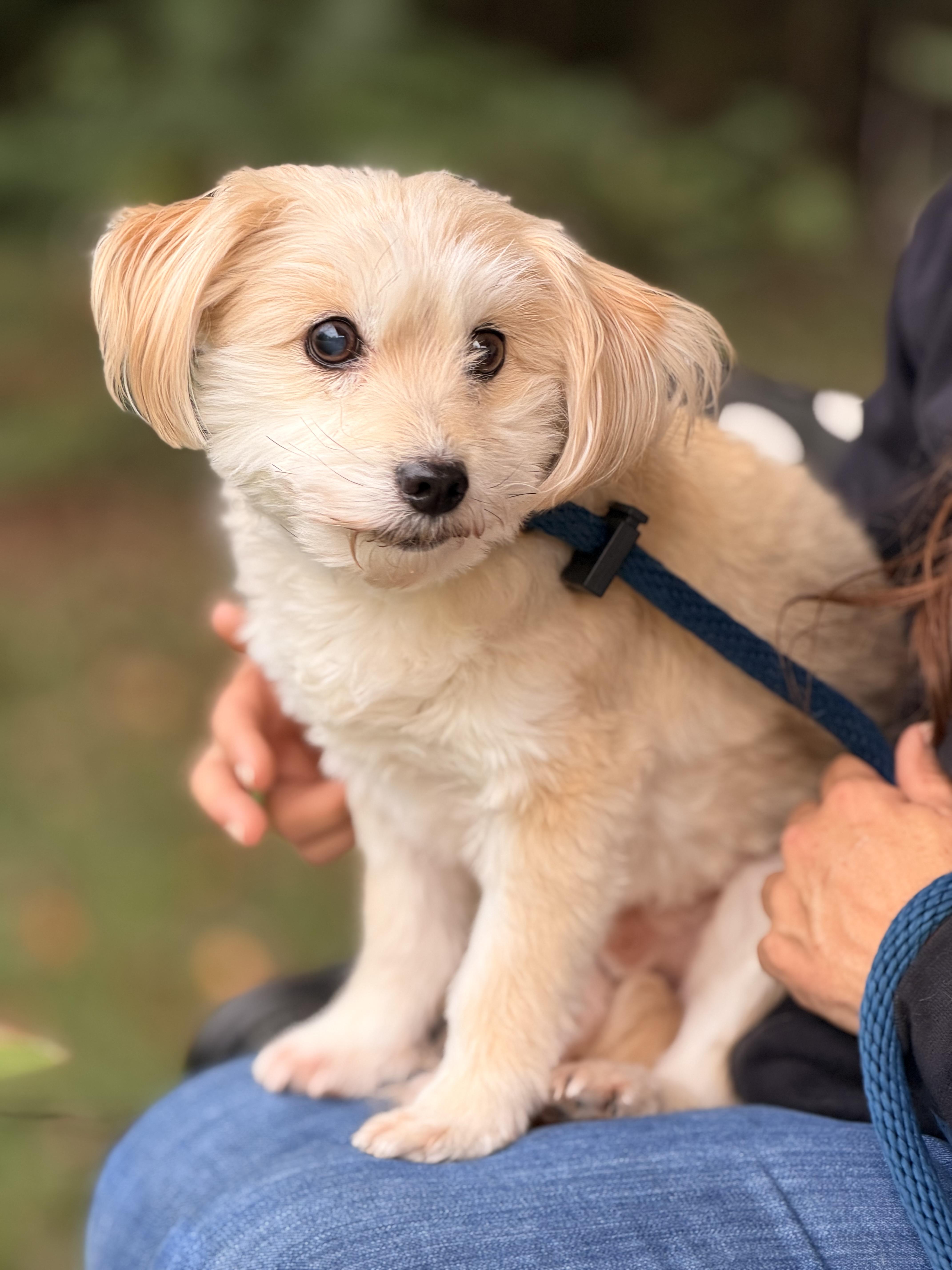 Enlarge Toby, a Adopted Maltipoo in Richmond, VA image 2/6