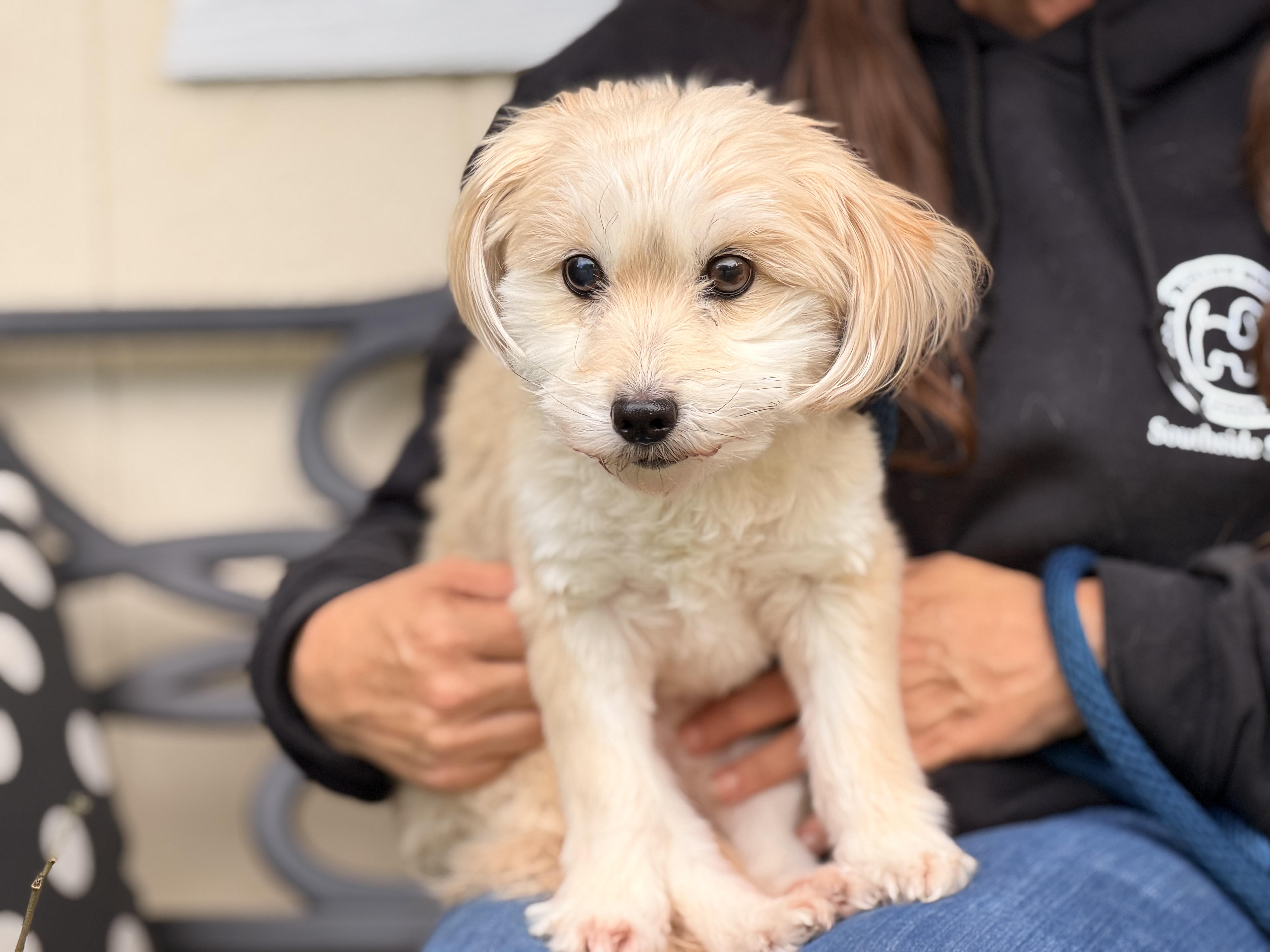 Enlarge Toby, a Adopted Maltipoo in Richmond, VA image 5/6